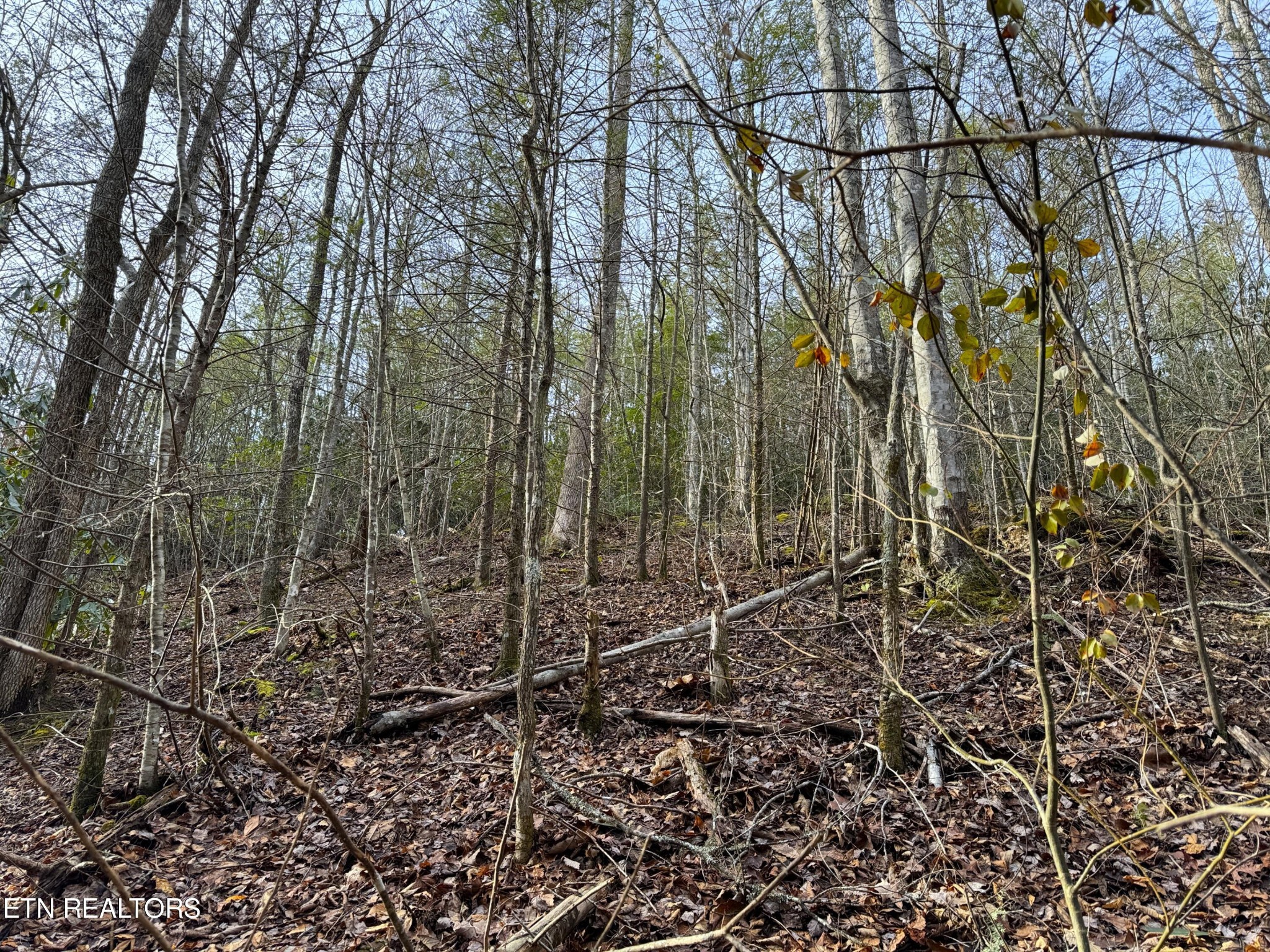 0 Black Gum Road Gatlinburg, TN 37738 - Photo 7 of 9 a view of a forest with a tree