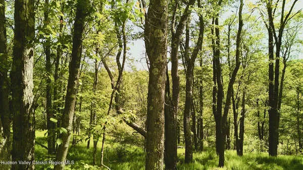 a view of forest
