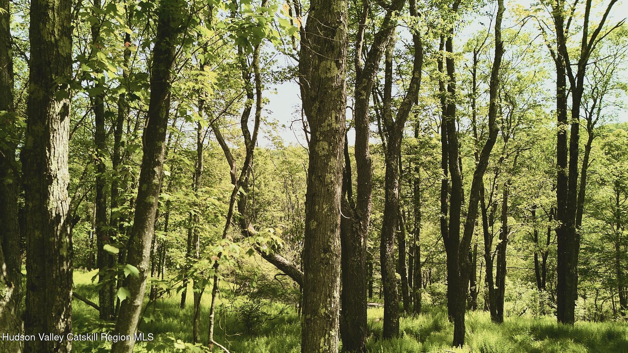 0 Benton Hollow Road Livingston Manor, NY 12758 - Photo 2 of 16 a view of forest