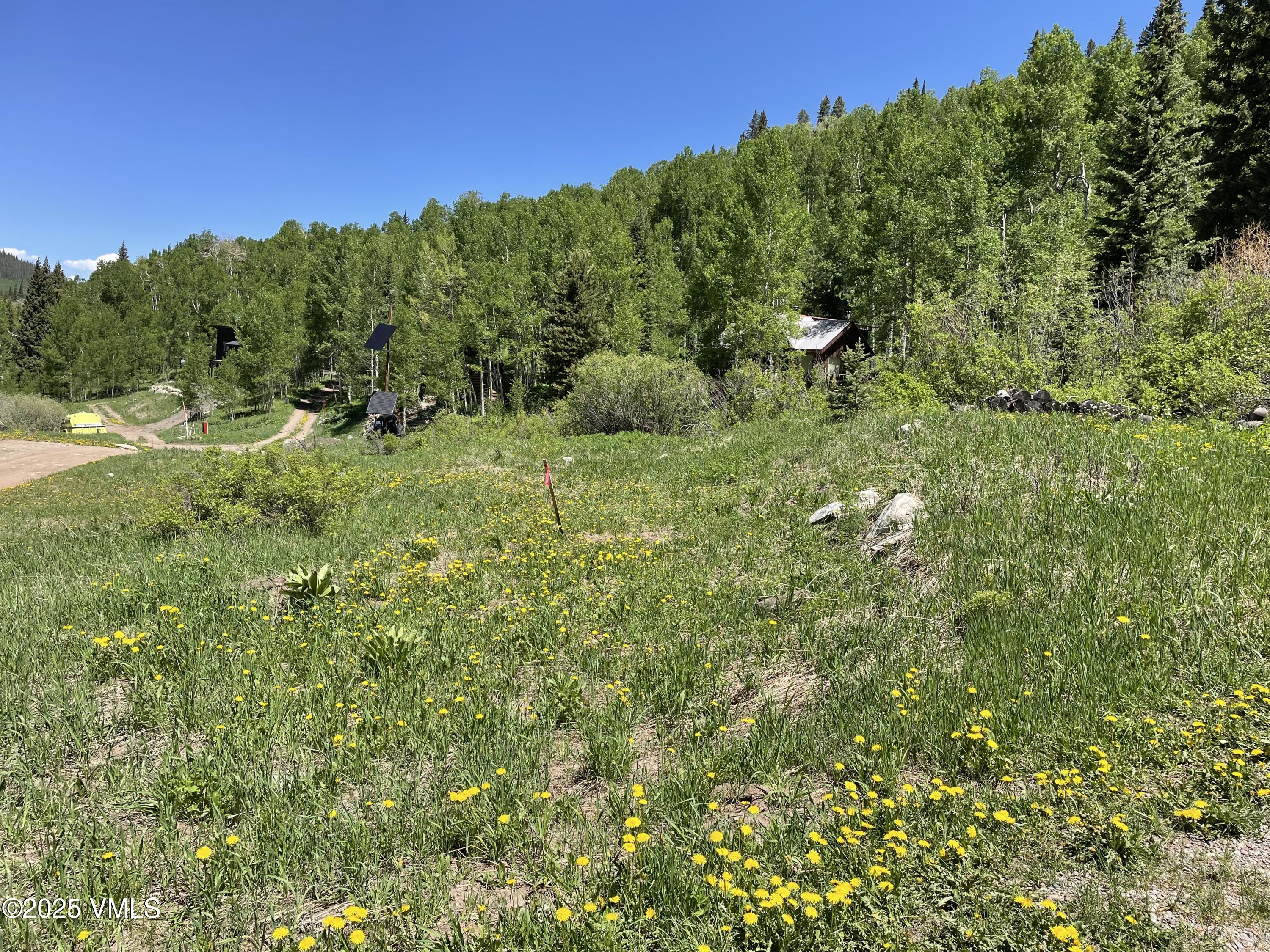 a view of a lush green forest