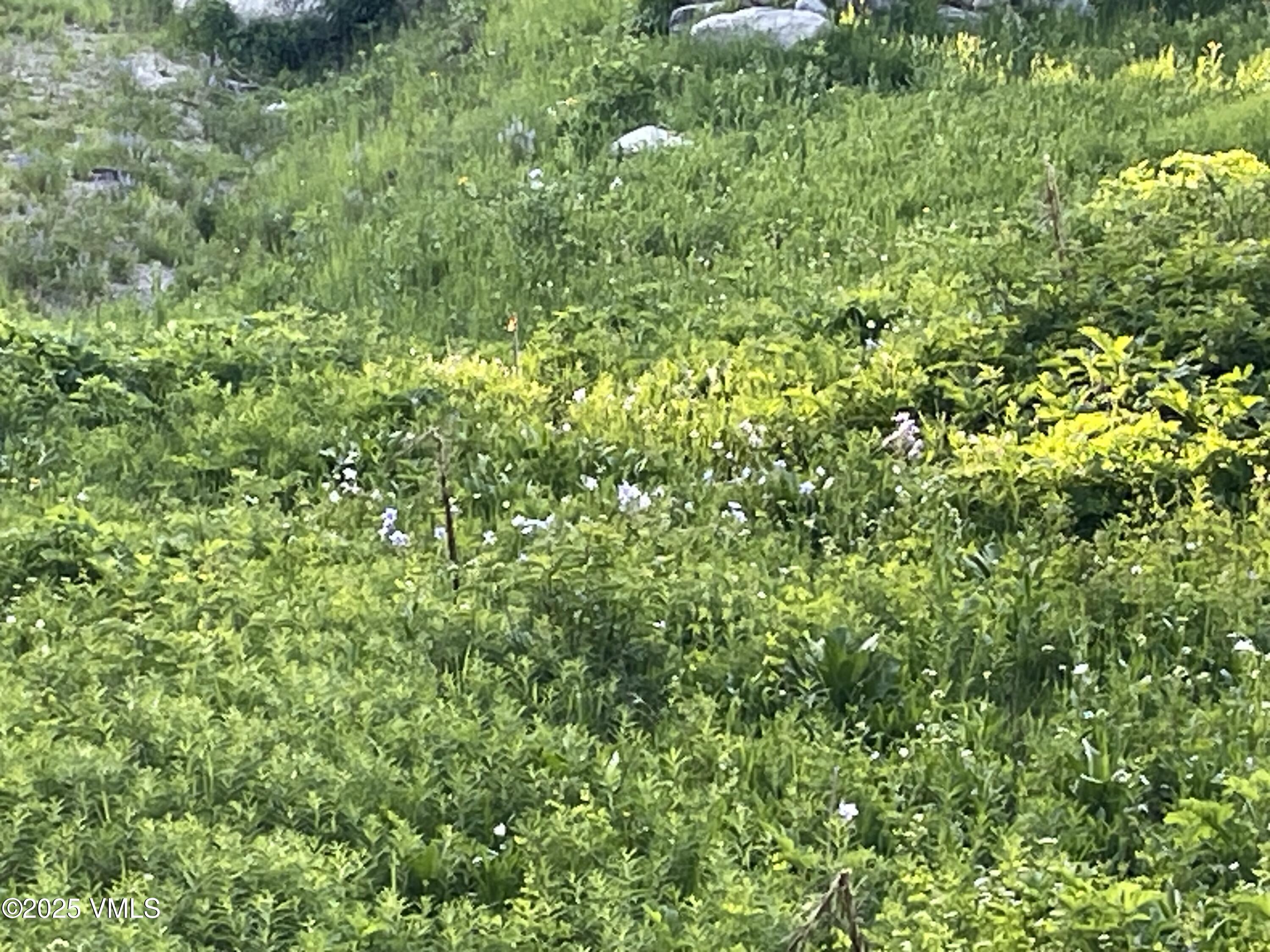 1 8th Eagle, CO 81631 - Photo 8 of 13 a view of a lush green forest with small trees