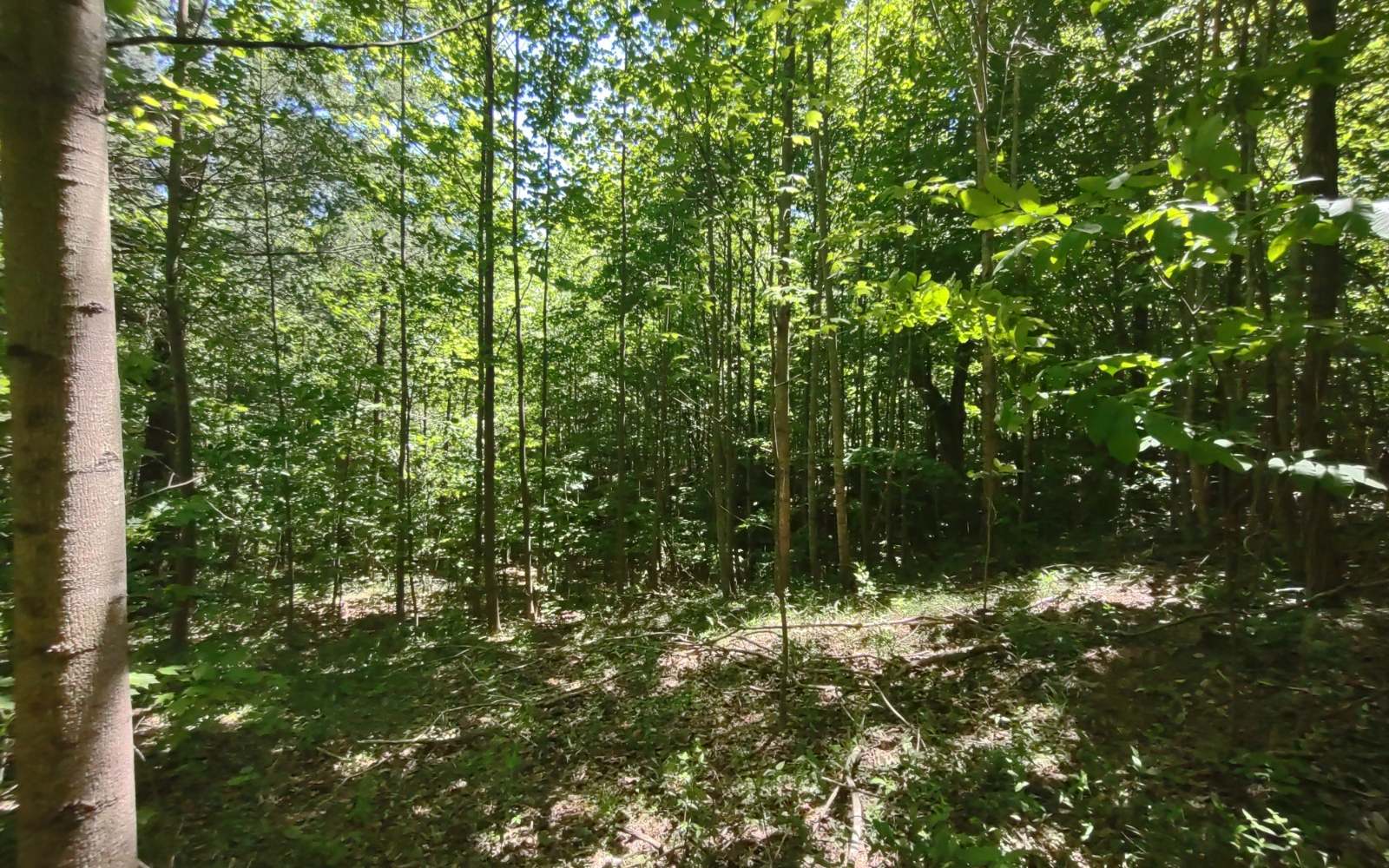 9 Meadow Loop Ellijay, GA 30536 - Photo 4 of 21 Additional View