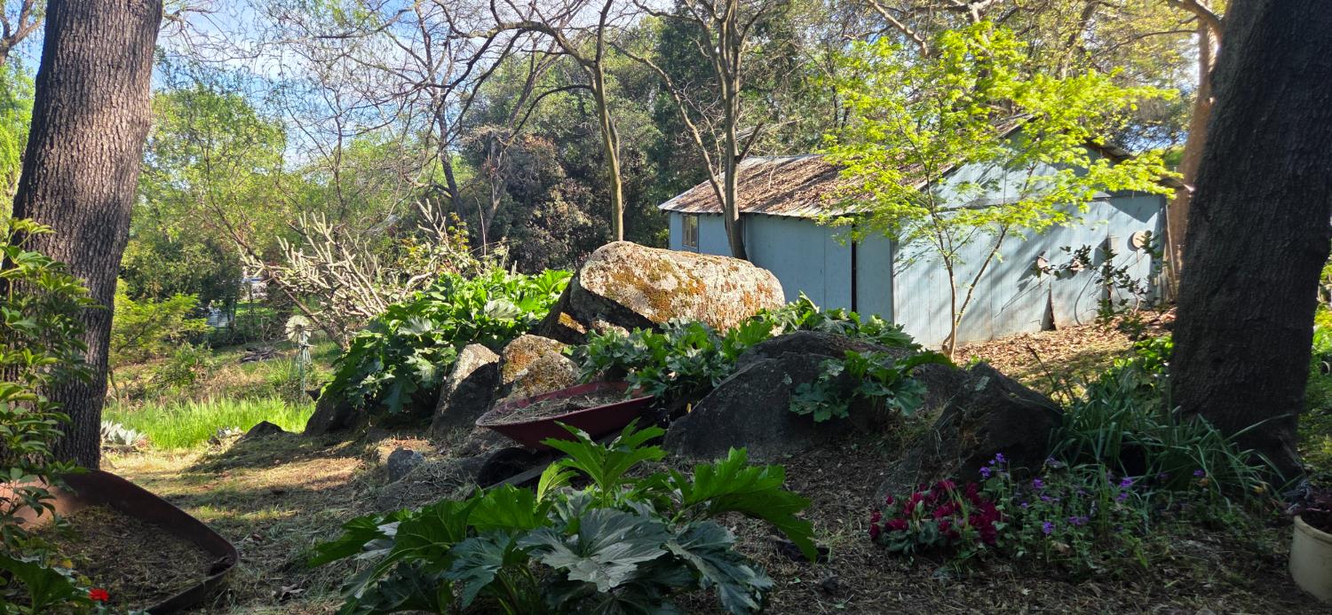 1661 Taylor Road Penryn, CA 95663 - Photo 3 of 16 a plant that is in the garden