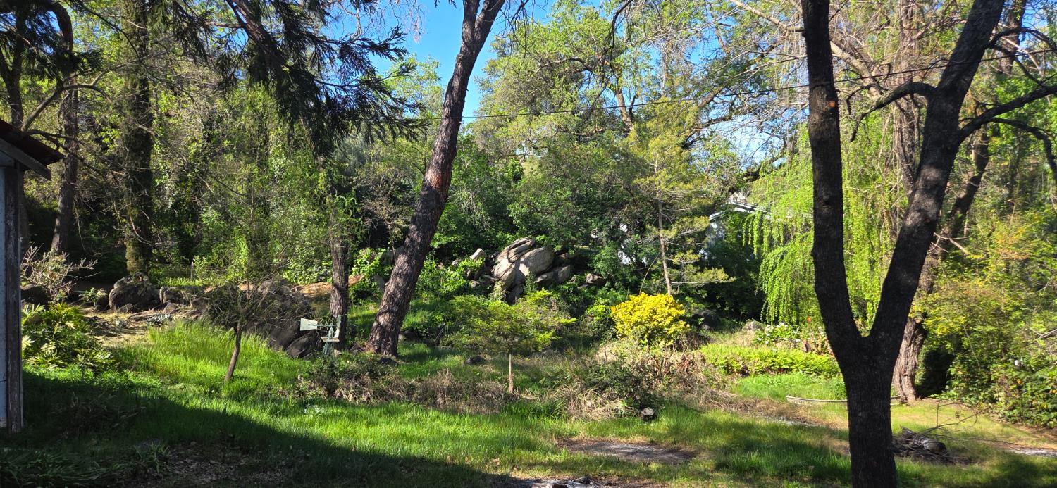 1661 Taylor Road Penryn, CA 95663 - Photo 6 of 16 a view of a tree in a garden