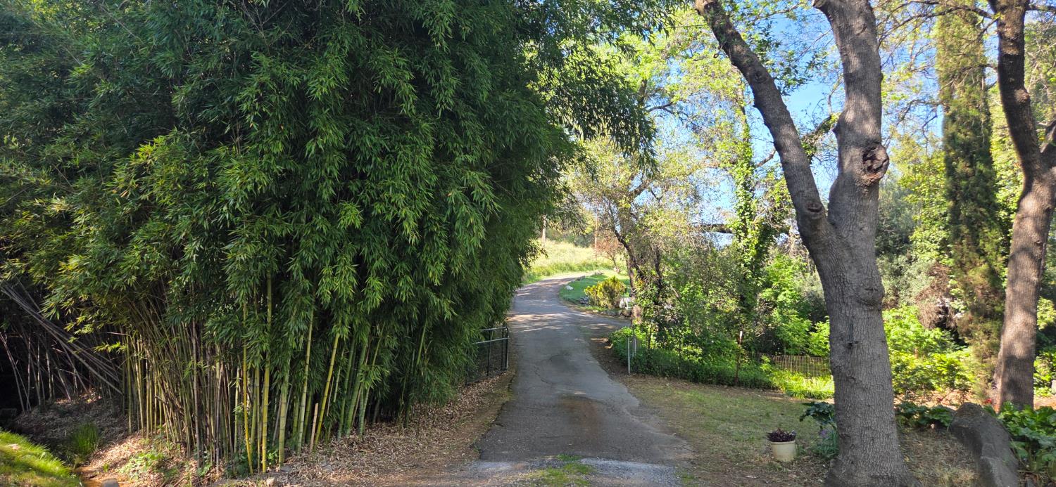 1661 Taylor Road Penryn, CA 95663 - Photo 7 of 16 a view of a yard with plants and a large trees
