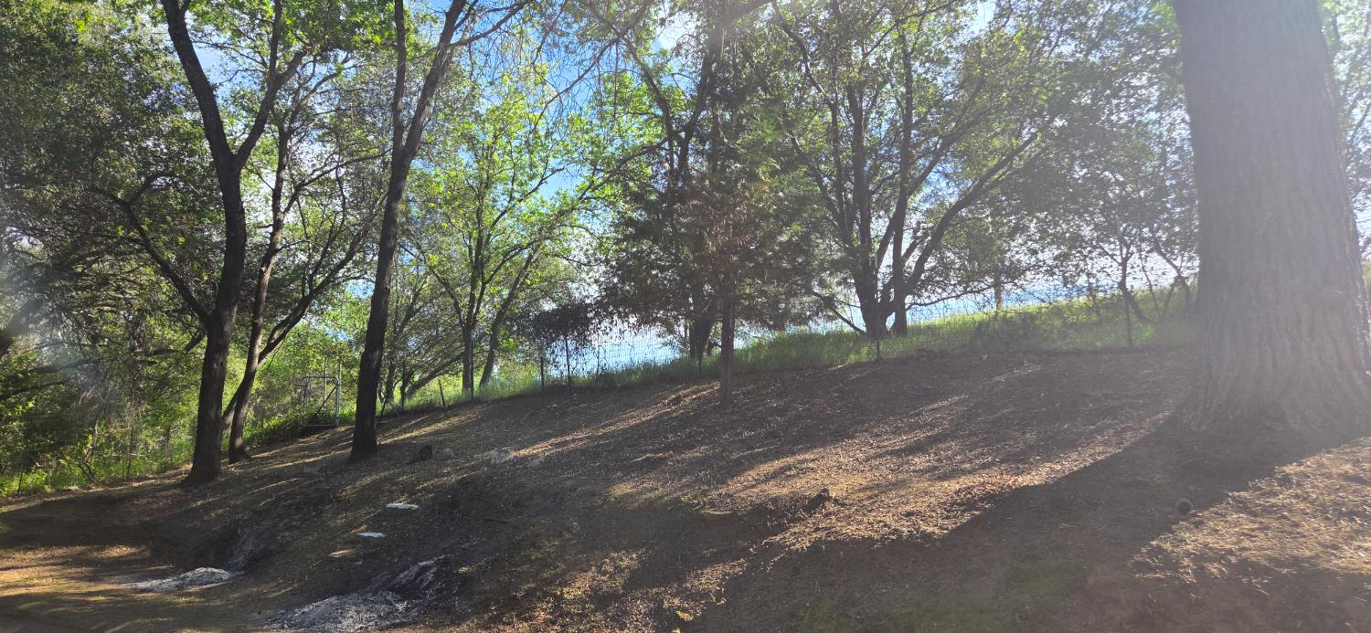 1661 Taylor Road Penryn, CA 95663 - Photo 8 of 16 a view of a forest with trees