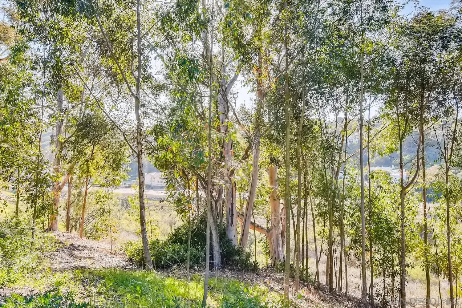 8271 Caminito Modena San Diego, CA 92037 - Photo 15 of 28 a view of backyard with plants and trees