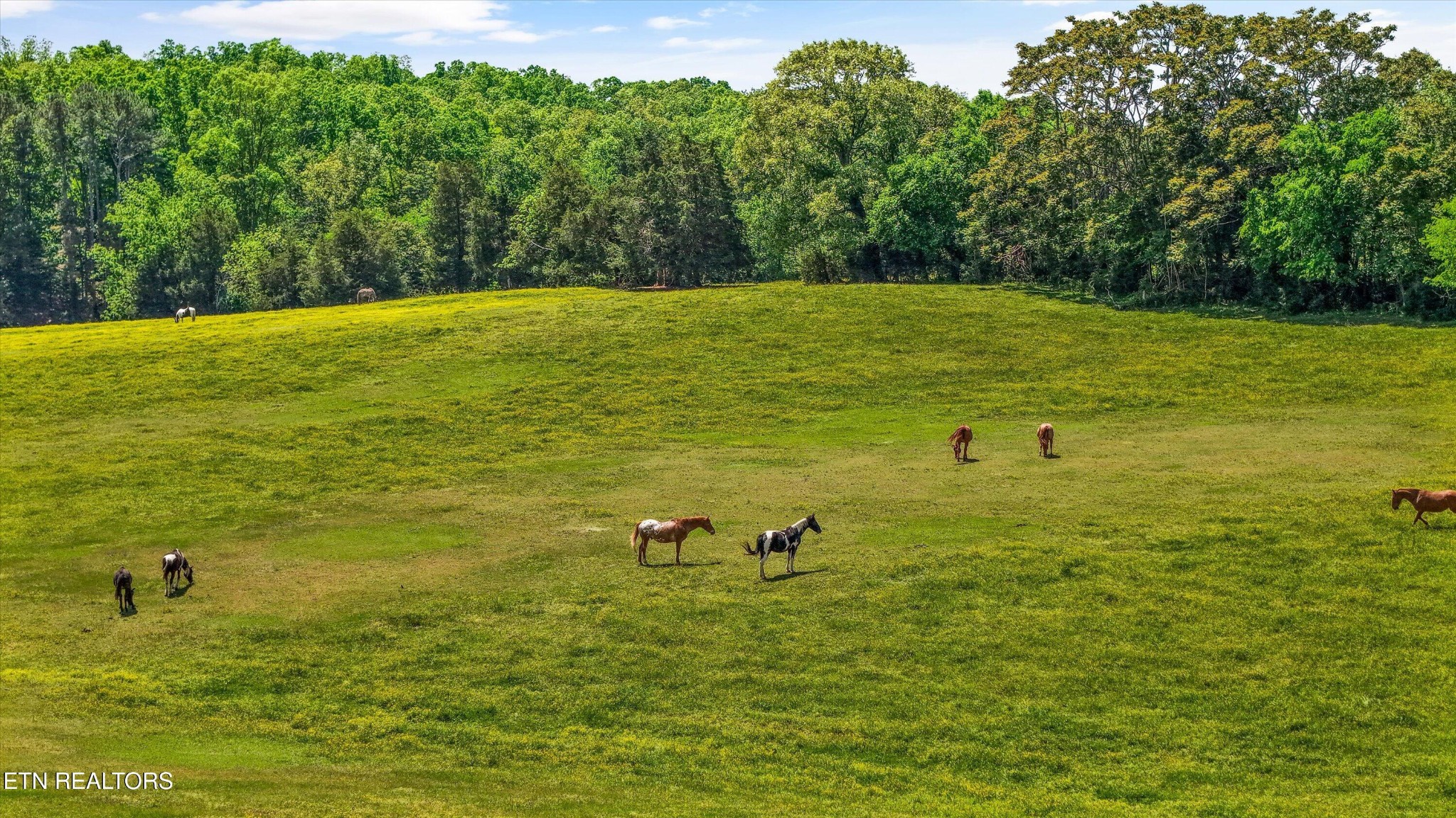 858 Seed Tick Road Philadelphia, TN 37846 - Photo 28 of 30 Gallery Image 28