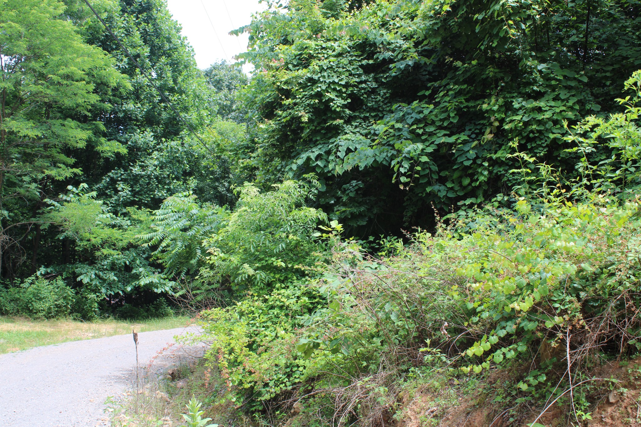 83 Dancing Fern Road Sequatchie, TN 37374 - Photo 3 of 21 a view of a garden with plants