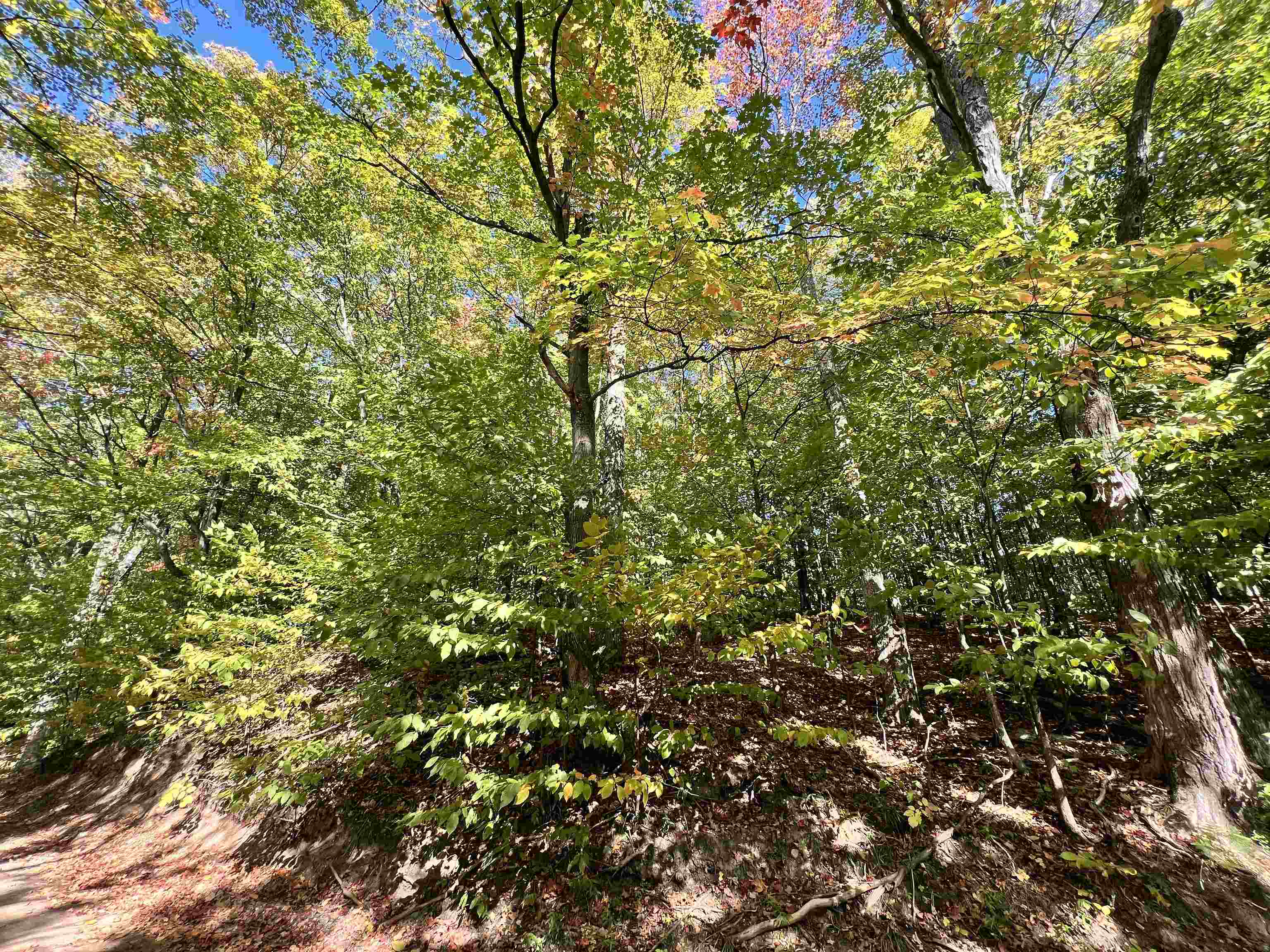 9188 Ruttan Road Northwest, Unit LOT: 9&10 Alden, MI 49612 - Photo 26 of 29