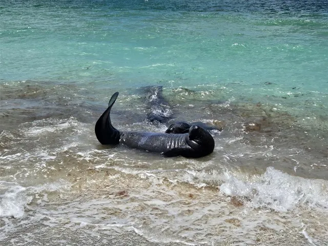 $4,350 | 1760 Gulf Boulevard, Unit 601, Englewood, FL 34223