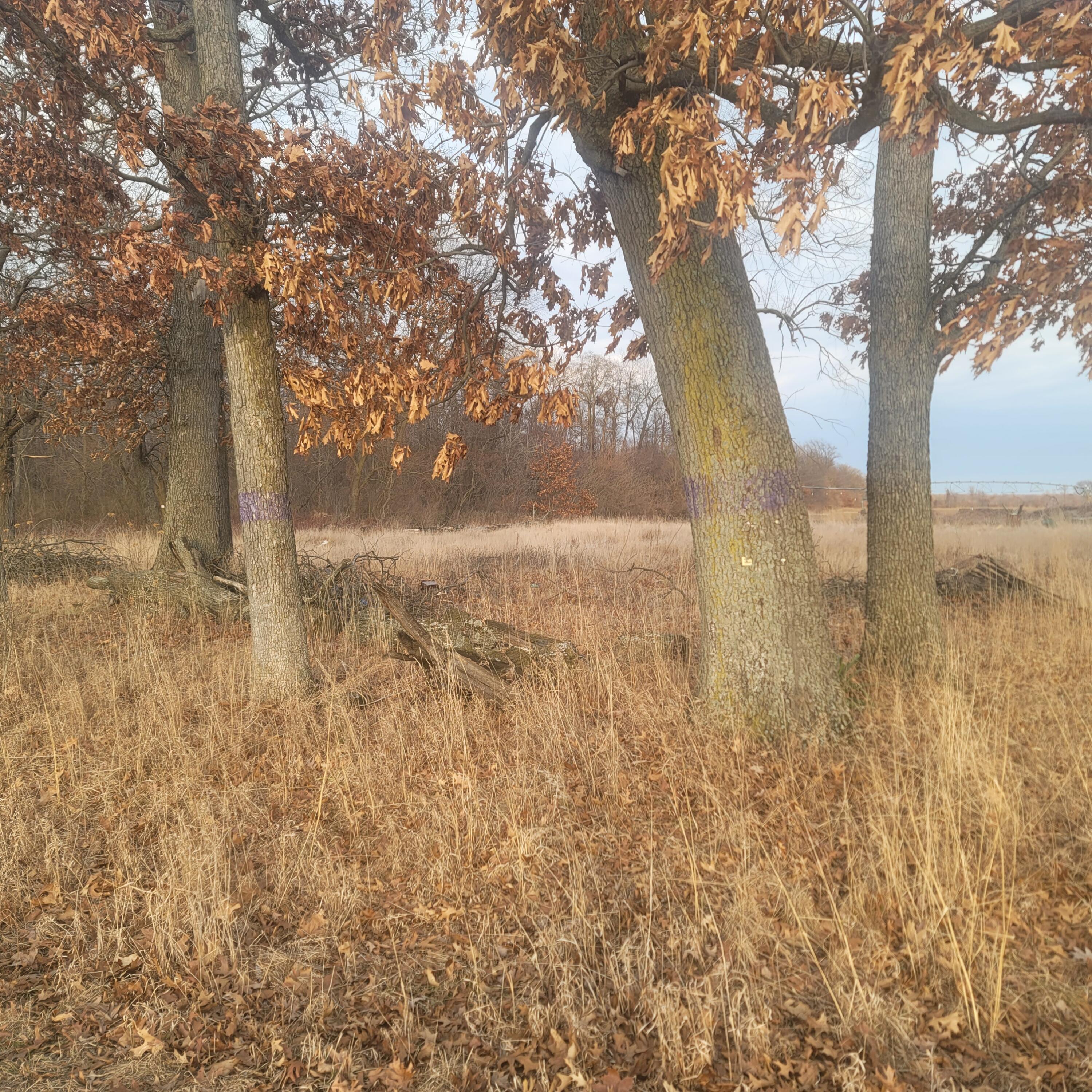 65515 Sevison Road Constantine, MI 49042 - Photo 1 of 4 View from Road