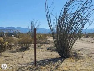 a view of a yard with large trees