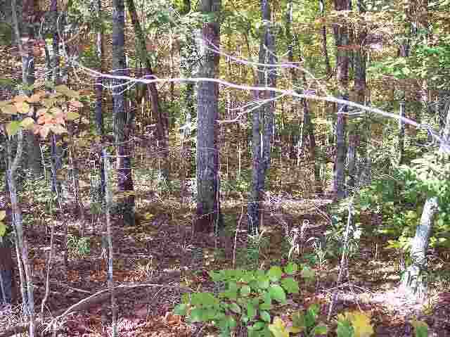 Lot 8 Falcons Nest Road Walhalla, SC 29691 - Photo 2 of 6 Gallery Image 2