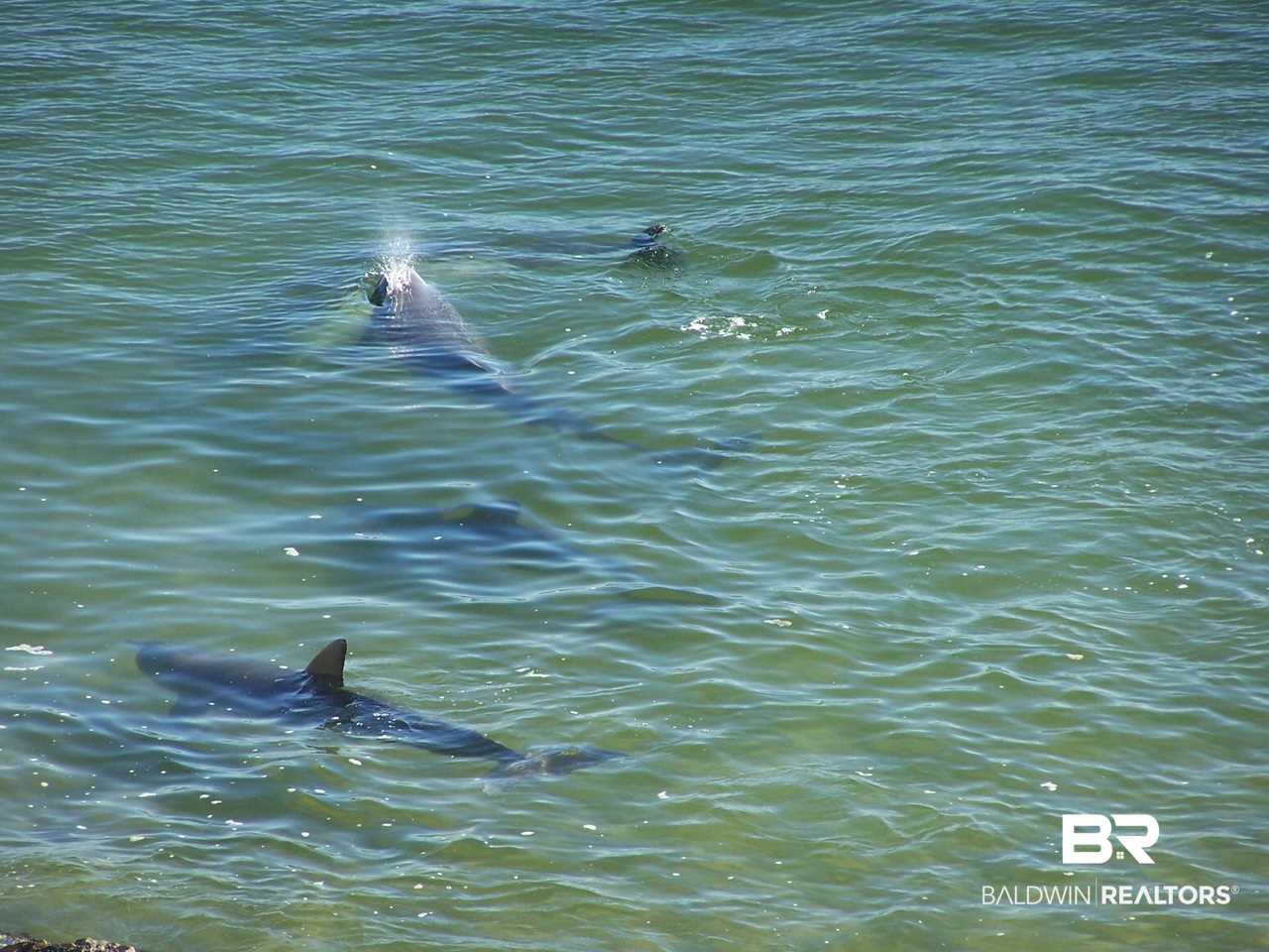 27284 Gulf Road, Unit 305 Orange Beach, AL 36561 - Photo 4 of 25 Balcony View - Dolphin