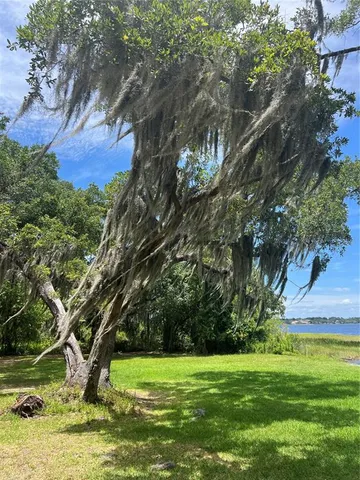 a view of a trees in a yard