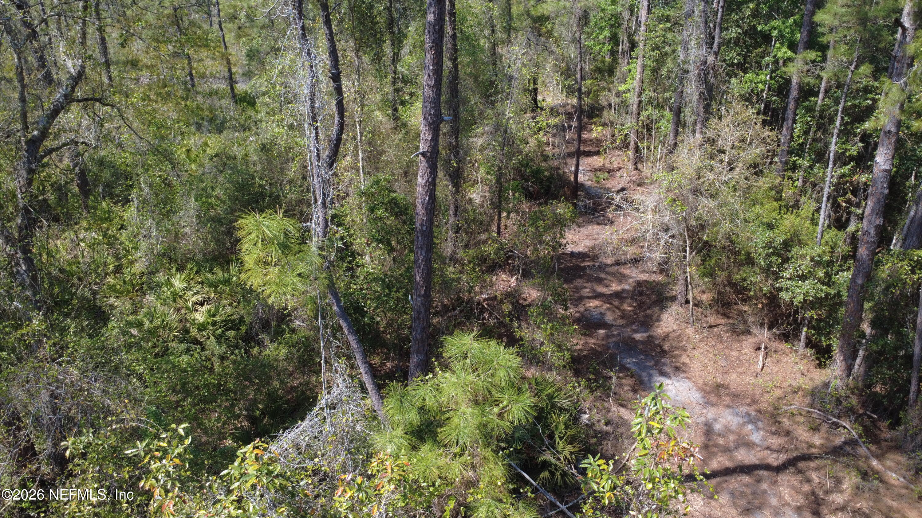 113 Seminole Place Satsuma, FL 32189 - Photo 1 of 6 a view of a forest with trees