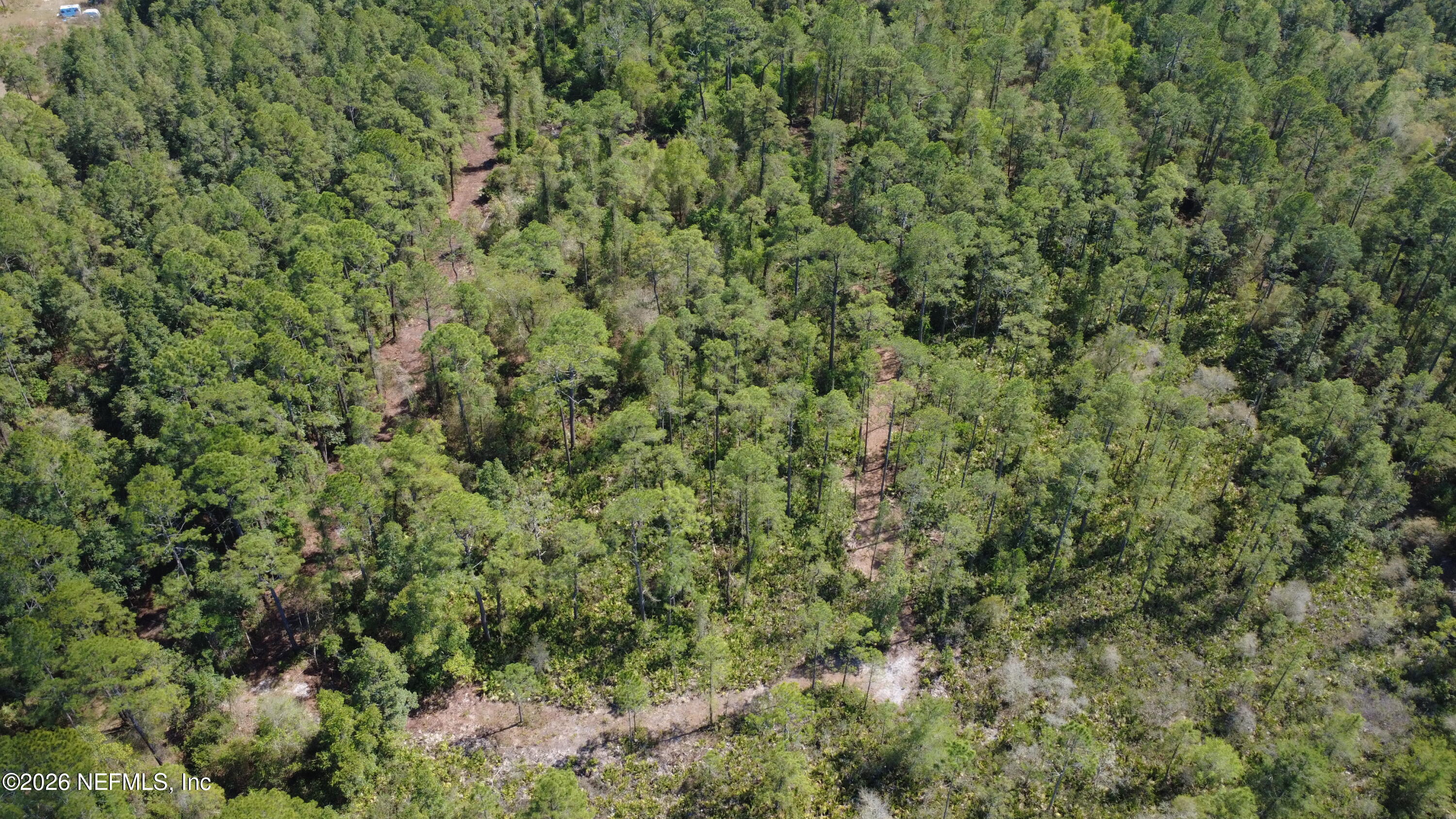 113 Seminole Place Satsuma, FL 32189 - Photo 2 of 6 a view of a forest with plants and large trees