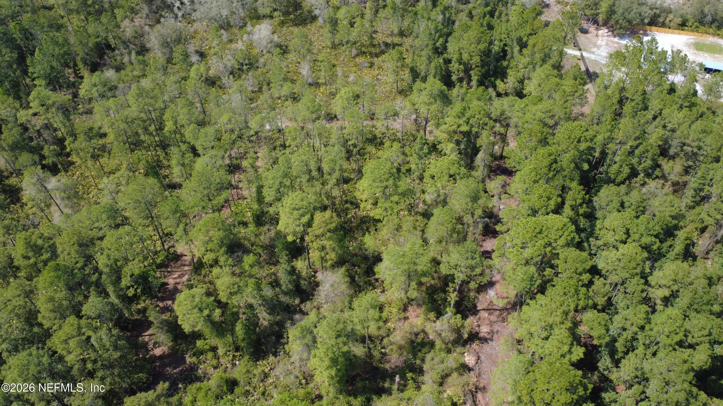 113 Seminole Place Satsuma, FL 32189 - Photo 3 of 6 a view of a lush green forest with a tree