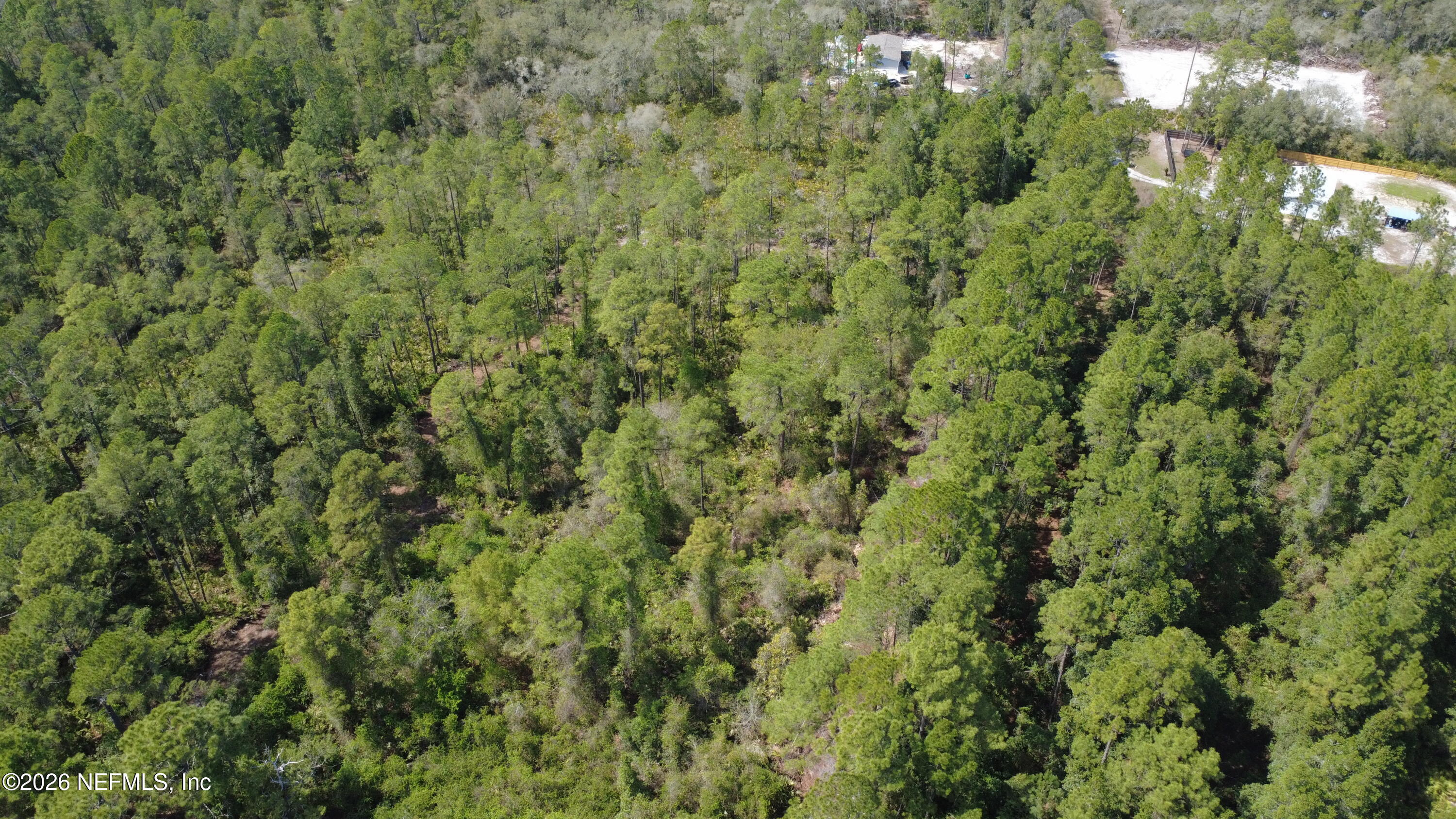 113 Seminole Place Satsuma, FL 32189 - Photo 4 of 6 a view of a lush green forest with a tree