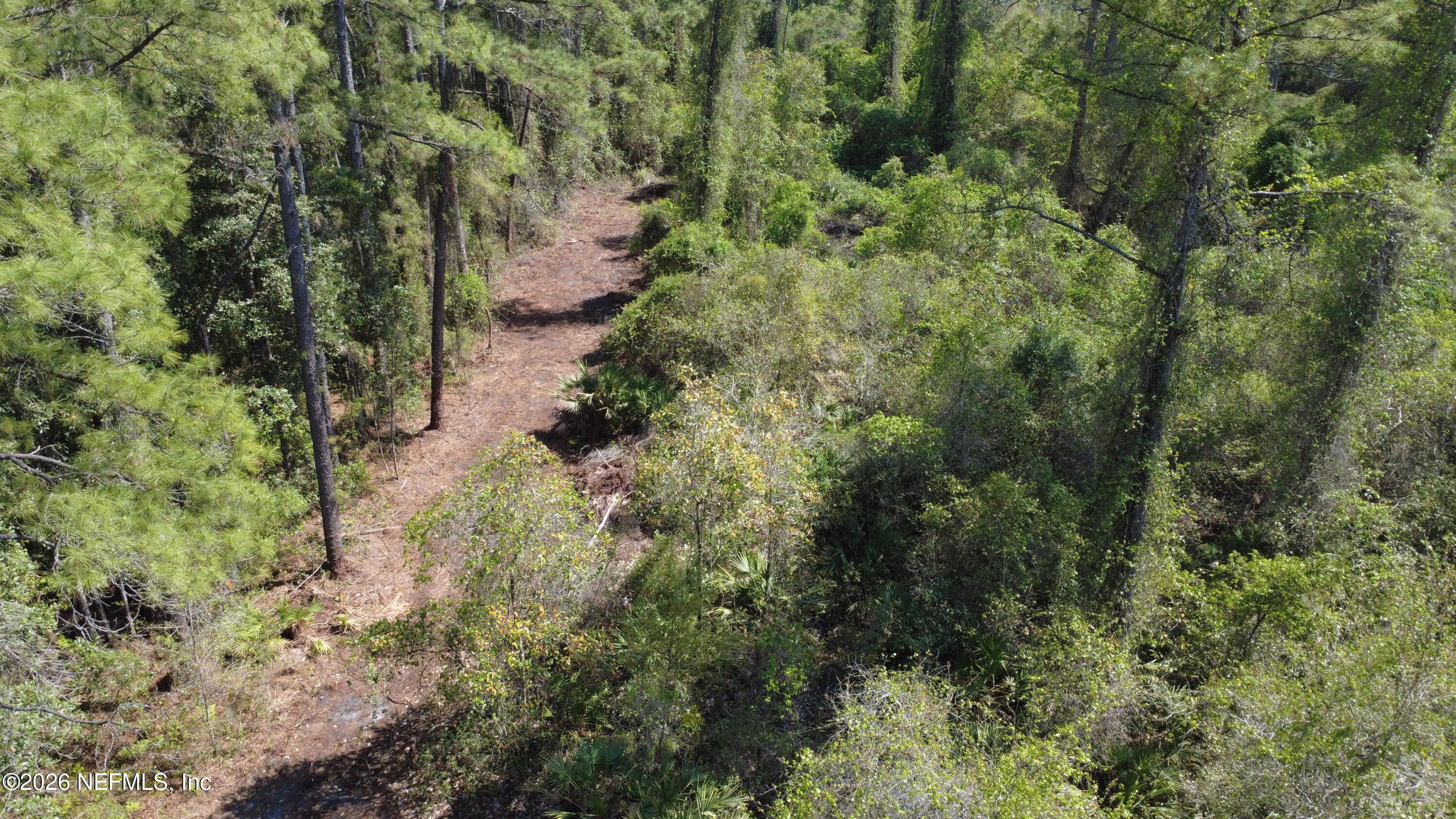 113 Seminole Place Satsuma, FL 32189 - Photo 5 of 6 a view of a forest with a tree