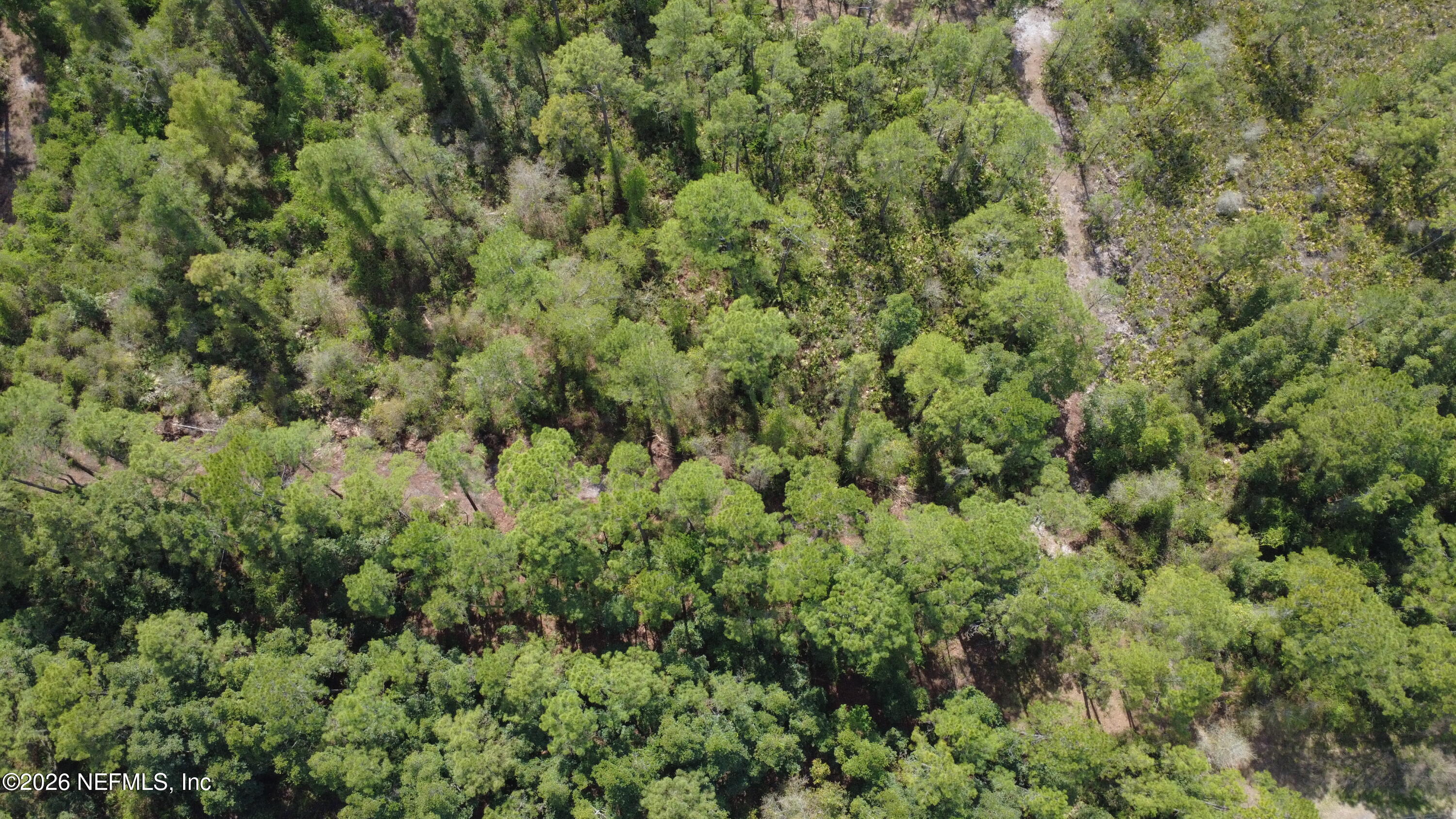 113 Seminole Place Satsuma, FL 32189 - Photo 6 of 6 view of a lots of trees and bushes