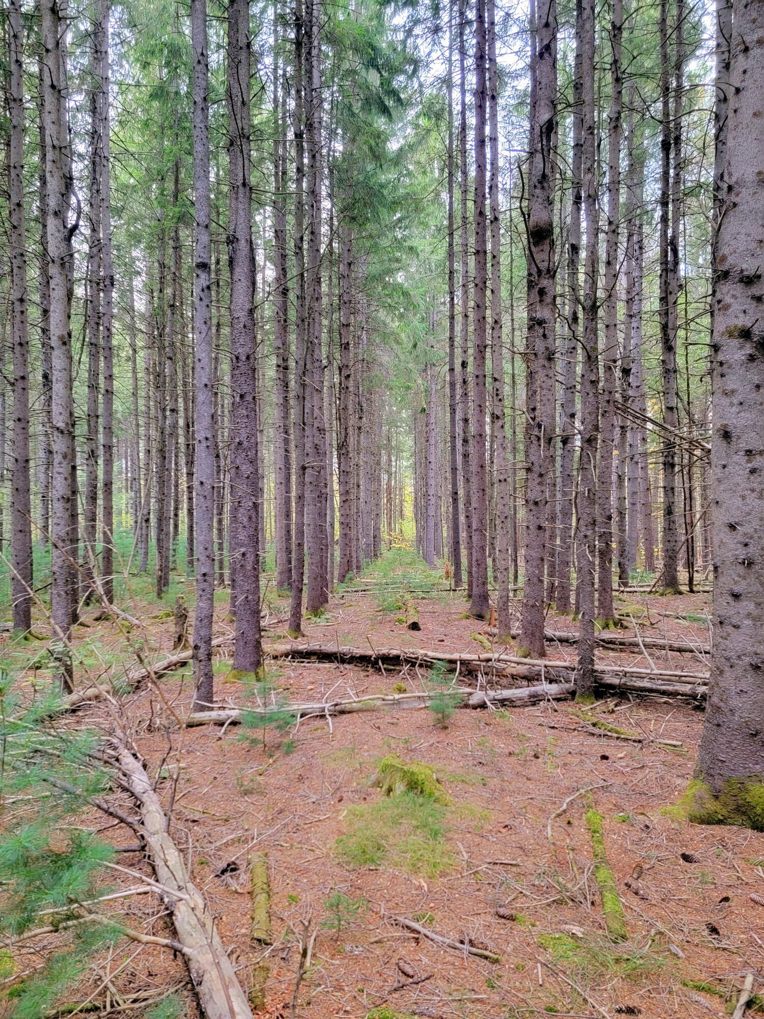 449 Holley Road Farmington, ME 04938 - Photo 3 of 115 Pine Forest