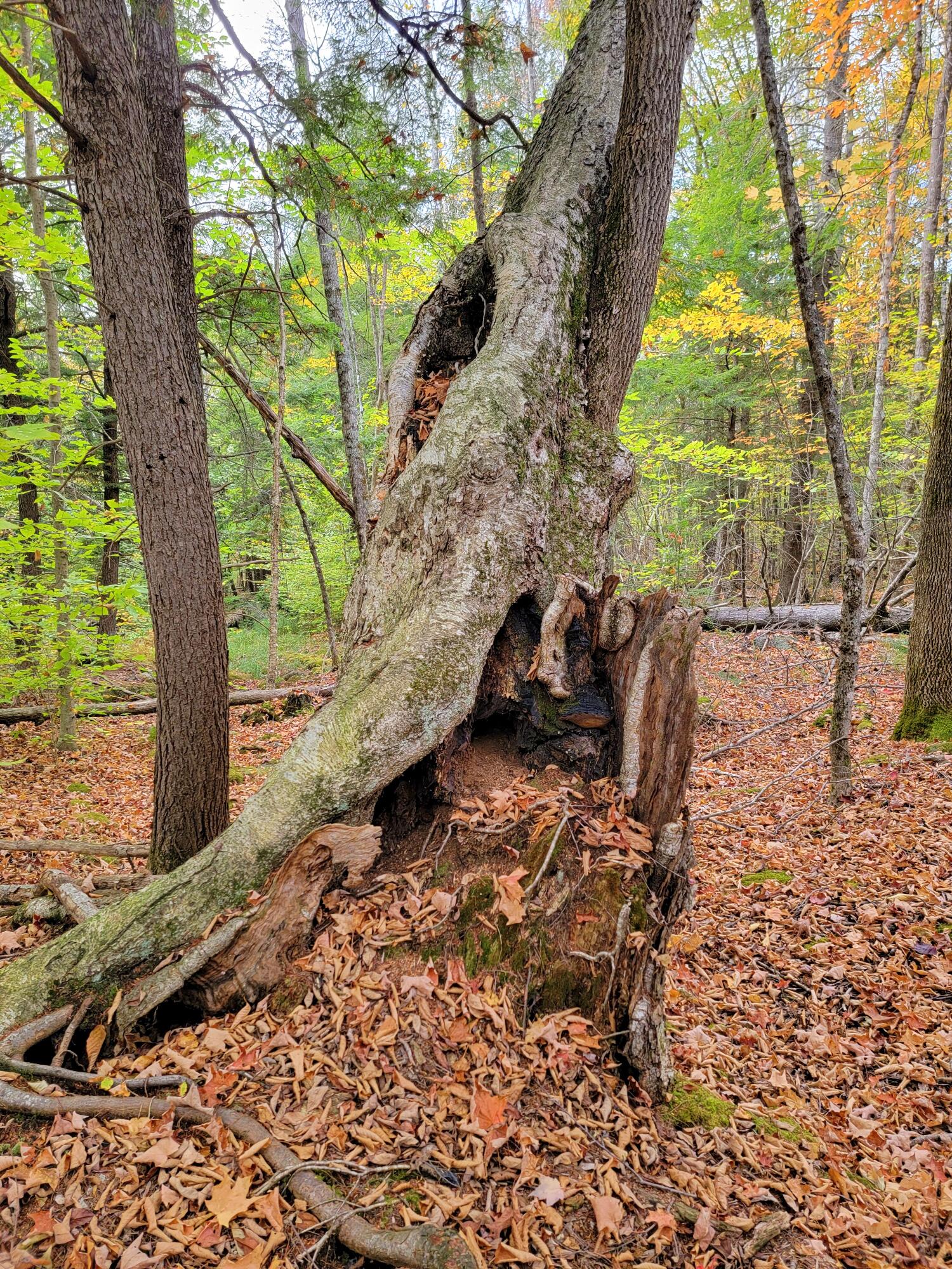 449 Holley Road Farmington, ME 04938 - Photo 89 of 115 Tree