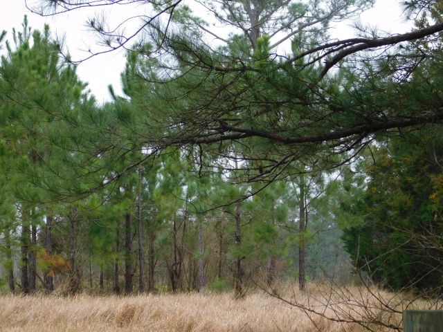 68000-blk Scranage Road Atmore, AL 36502 - Photo 9 of 13