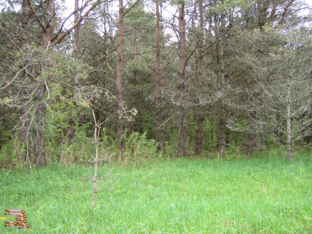 5500 East Tyler Road Walkerville, MI 49459 - Photo 5 of 10 Butler 40 007