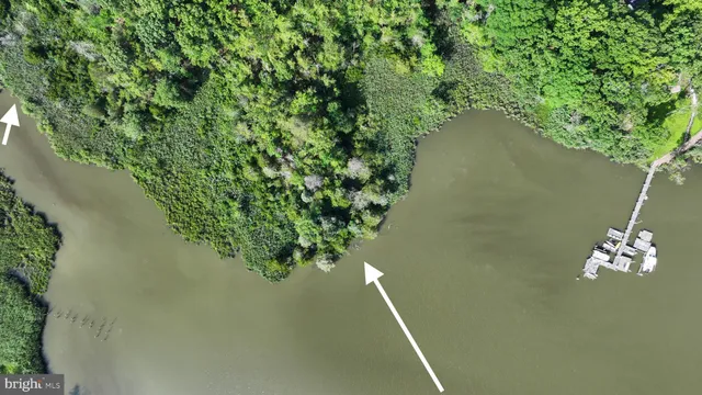 a view of a yard with plants and trees