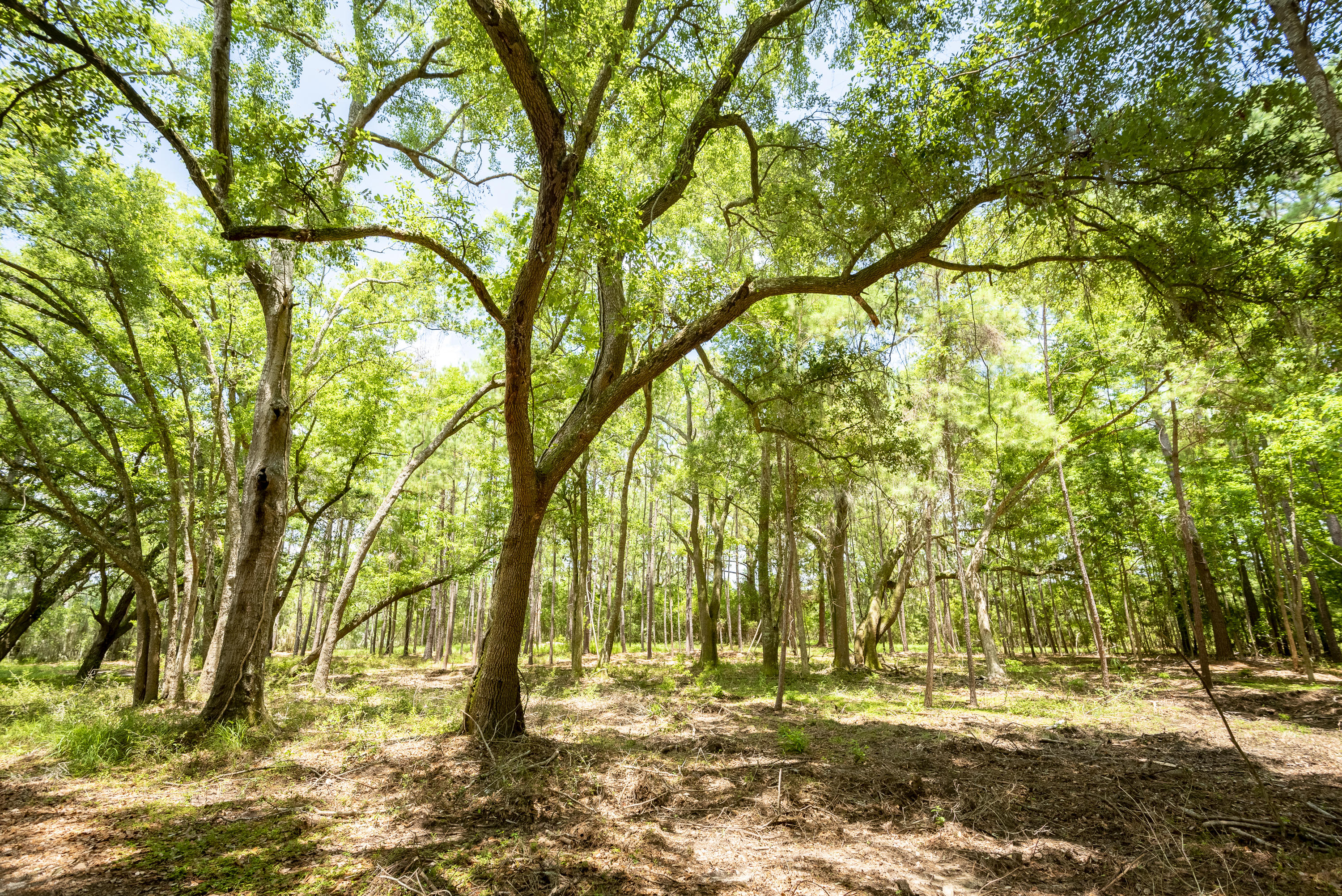 6 Polly Point Road Wadmalaw Island, SC 29487 - Photo 11 of 28 PollyPointRoadLots-KeenEyeMarketing-21