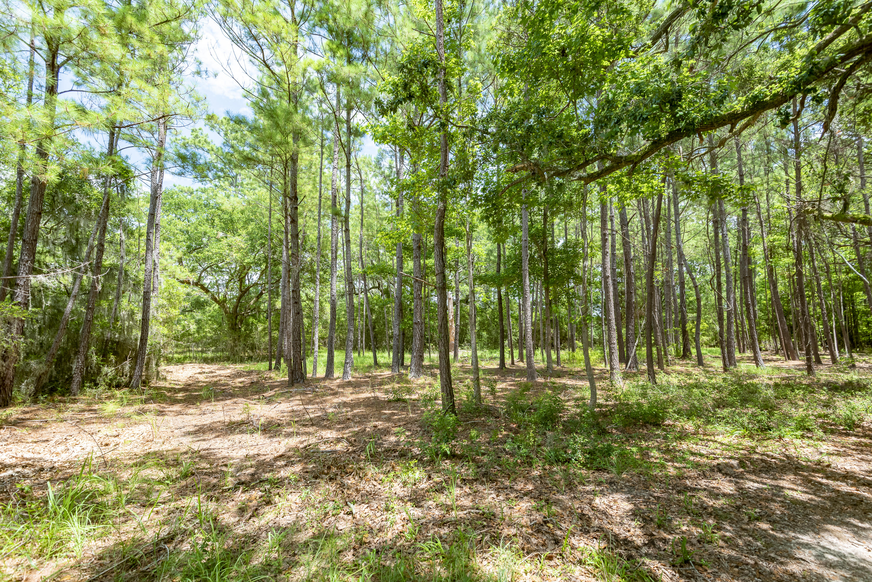 6 Polly Point Road Wadmalaw Island, SC 29487 - Photo 6 of 28 PollyPointRoadLots-KeenEyeMarketing-13