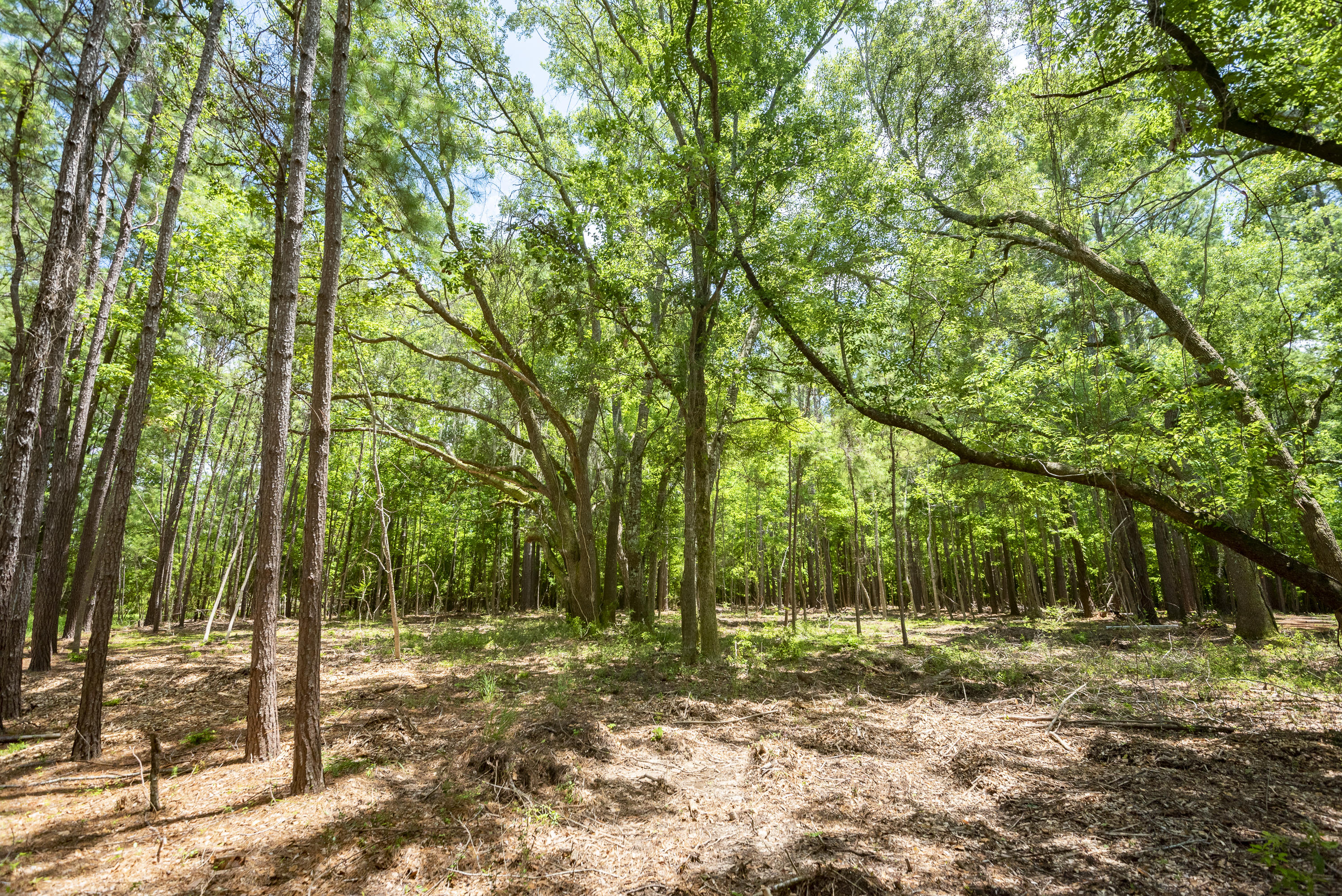 6 Polly Point Road Wadmalaw Island, SC 29487 - Photo 7 of 28 PollyPointRoadLots-KeenEyeMarketing-15