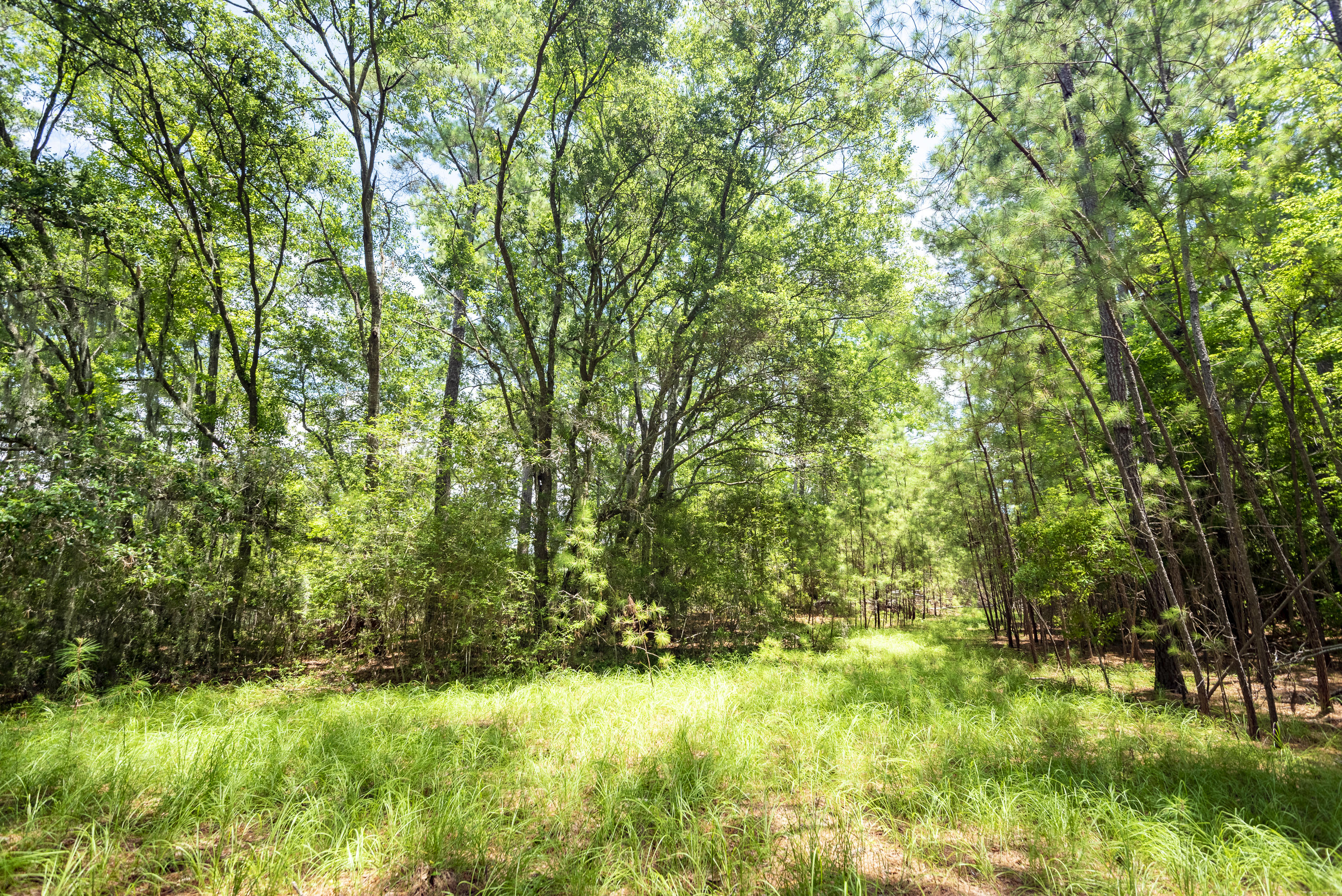 6 Polly Point Road Wadmalaw Island, SC 29487 - Photo 8 of 28 PollyPointRoadLots-KeenEyeMarketing-17