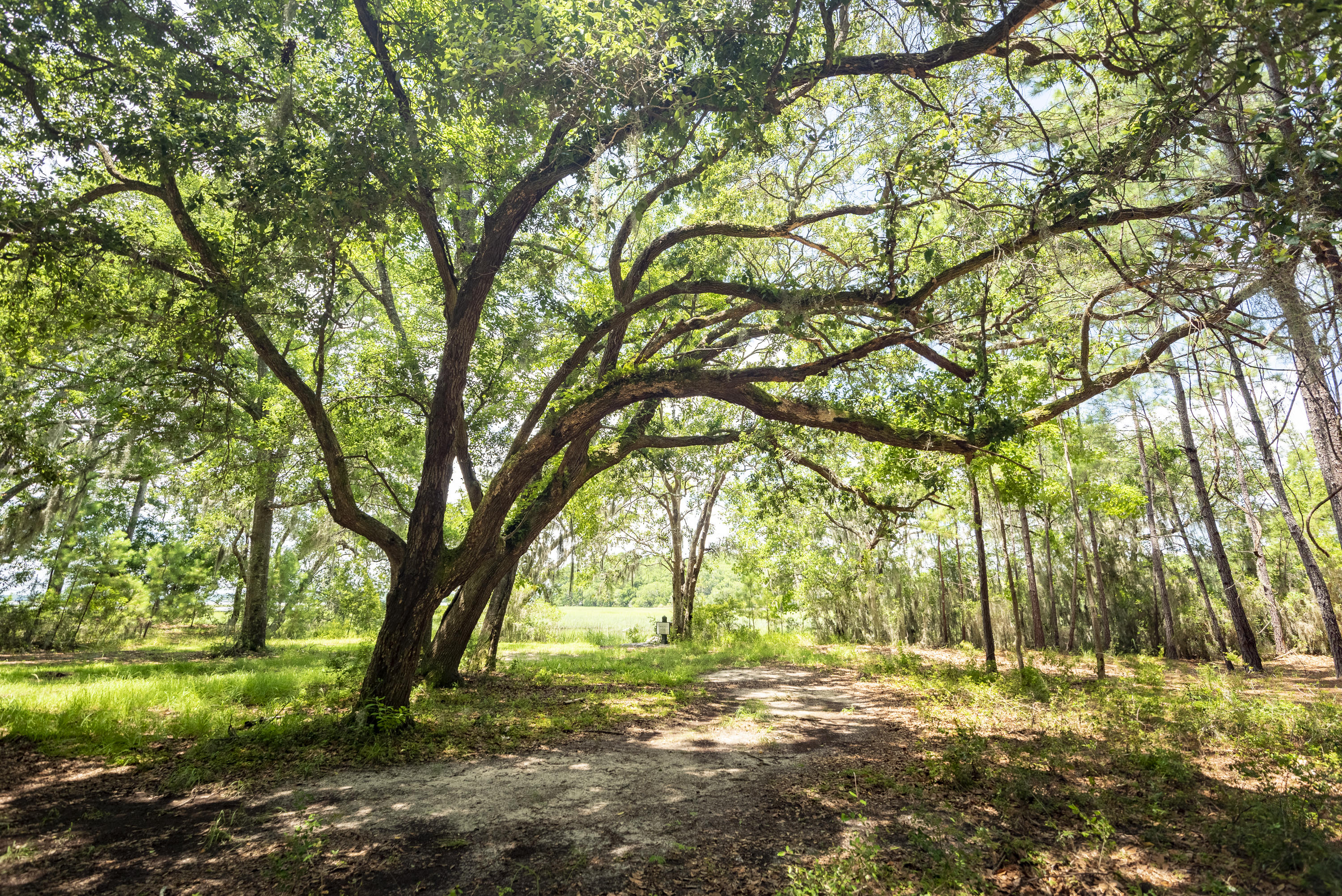 6 Polly Point Road Wadmalaw Island, SC 29487 - Photo 9 of 28 PollyPointRoadLots-KeenEyeMarketing-18
