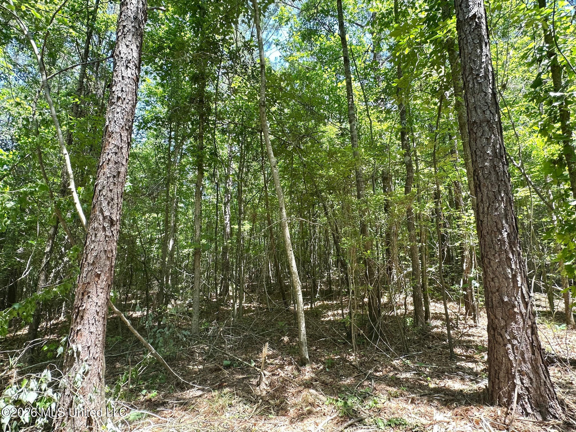 0 Mcnair Springs Road Magee, MS 39111 - Photo 6 of 25 6