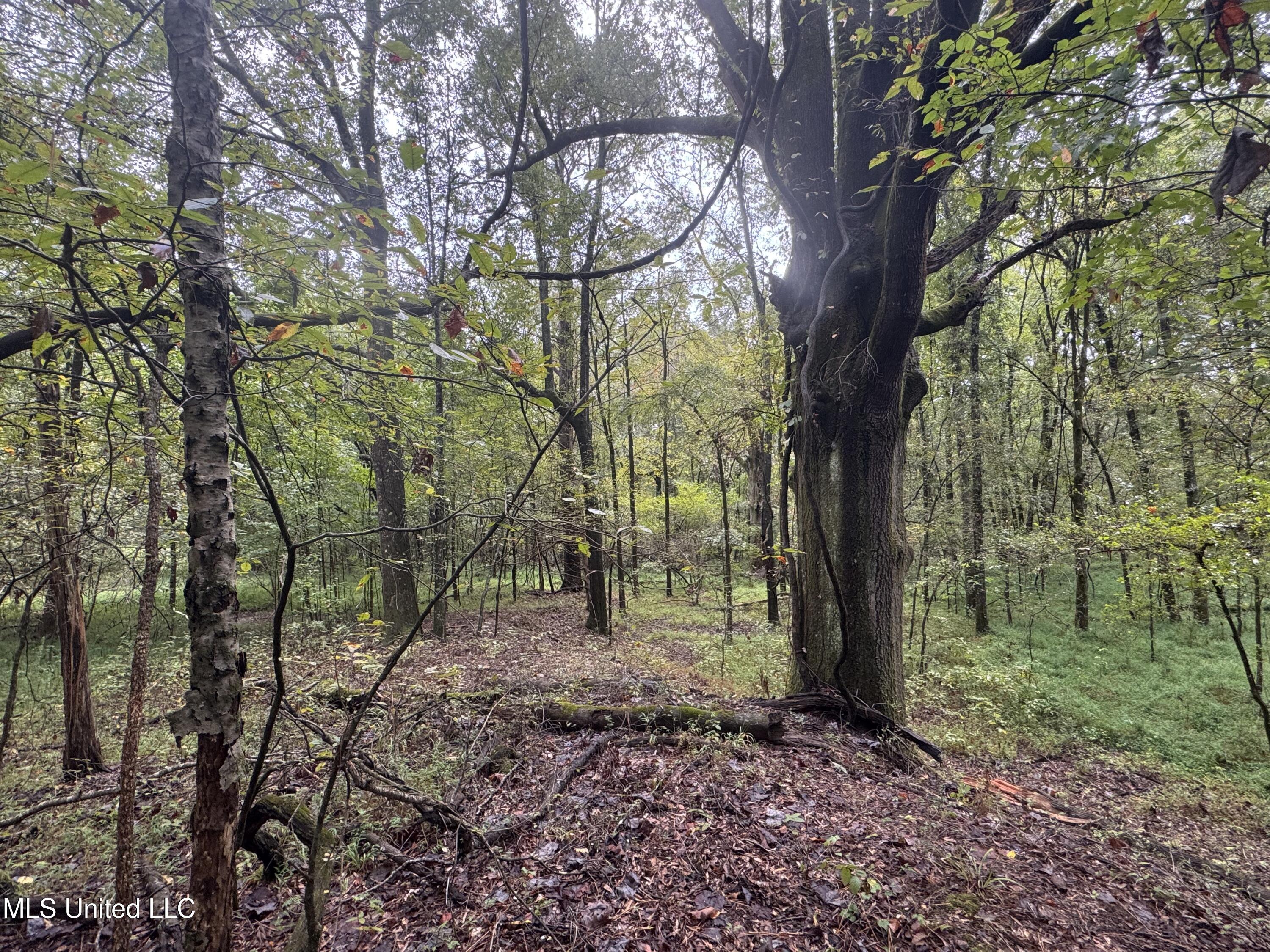 0 Cooperlow Road Coldwater, MS 38618 - Photo 12 of 59 Big Timber around old plot