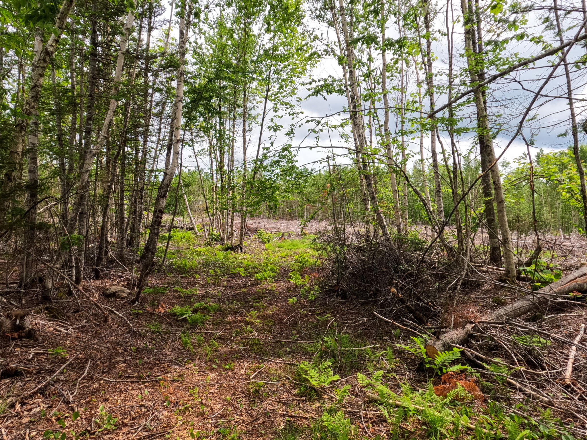 1919 Main Road Carroll Plt, ME 04487 - Photo 7 of 24 7