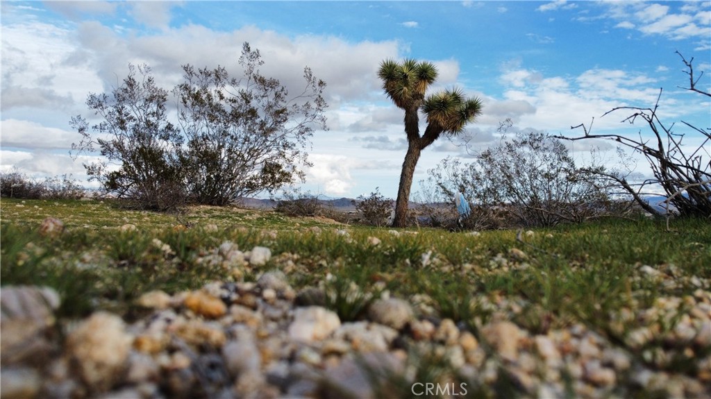 0 Campanula Street Joshua Tree, CA 92252 - Photo 20 of 20 a view of a yard