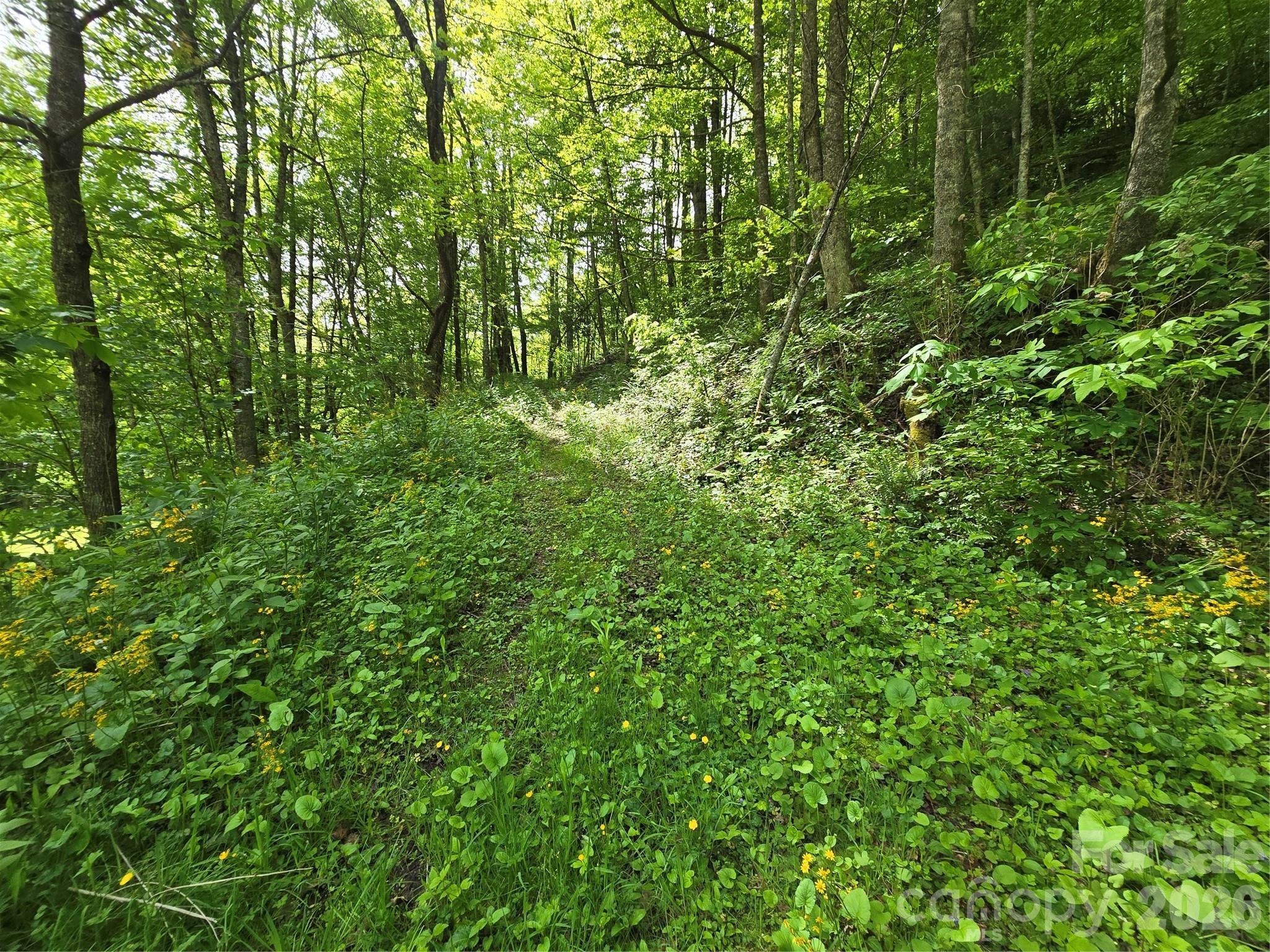 99999 Roaring Fork Road Mars Hill, NC 28754 - Photo 13 of 22