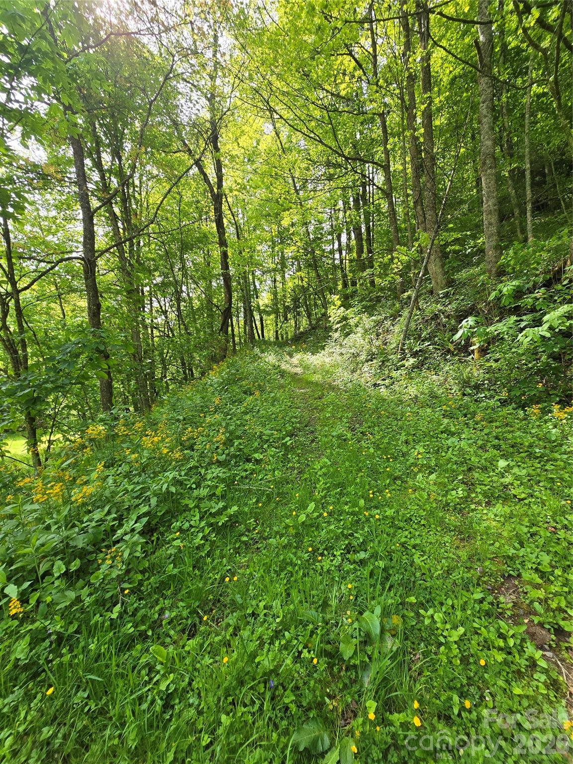 99999 Roaring Fork Road Mars Hill, NC 28754 - Photo 14 of 22