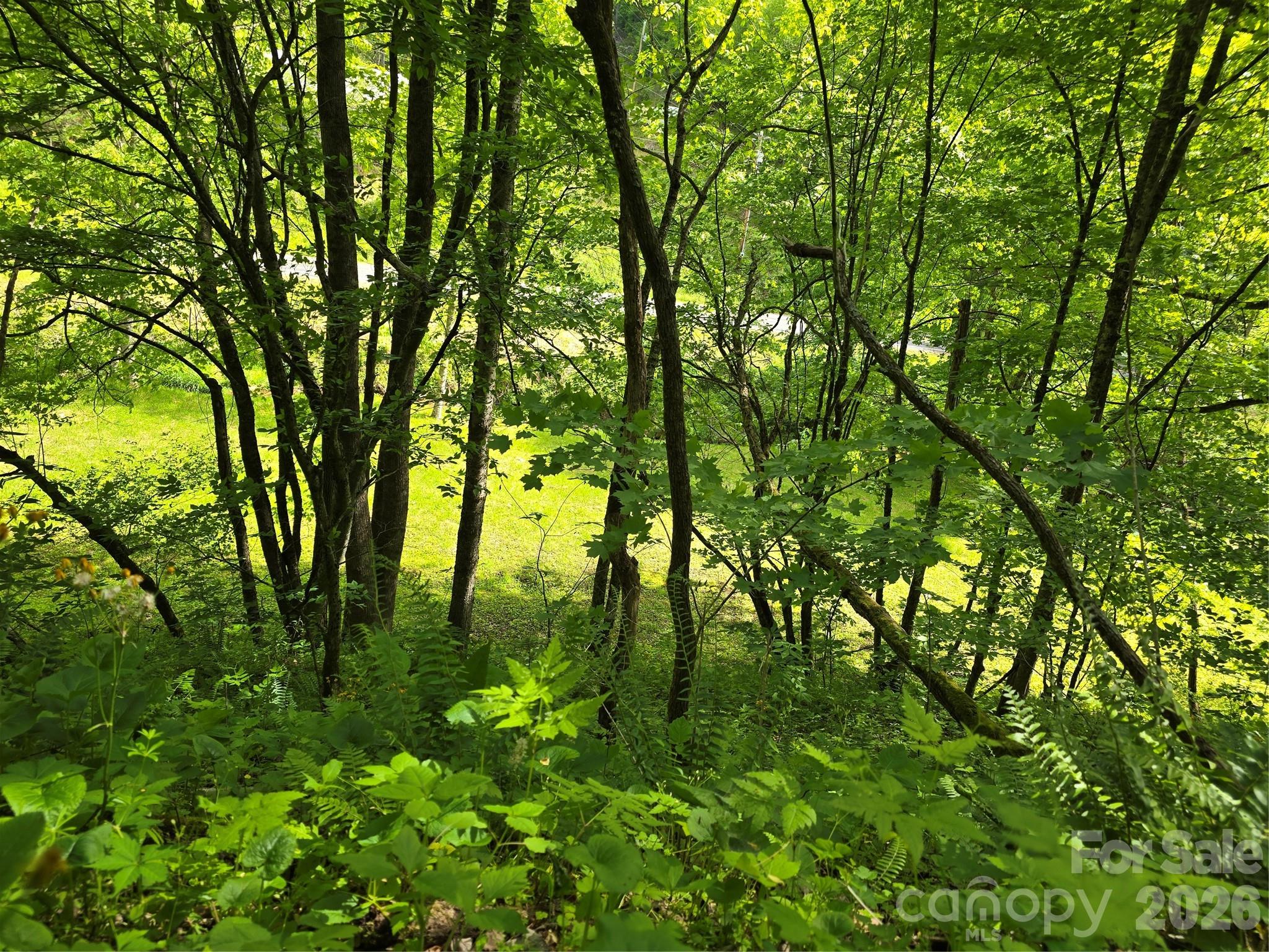 99999 Roaring Fork Road Mars Hill, NC 28754 - Photo 15 of 22