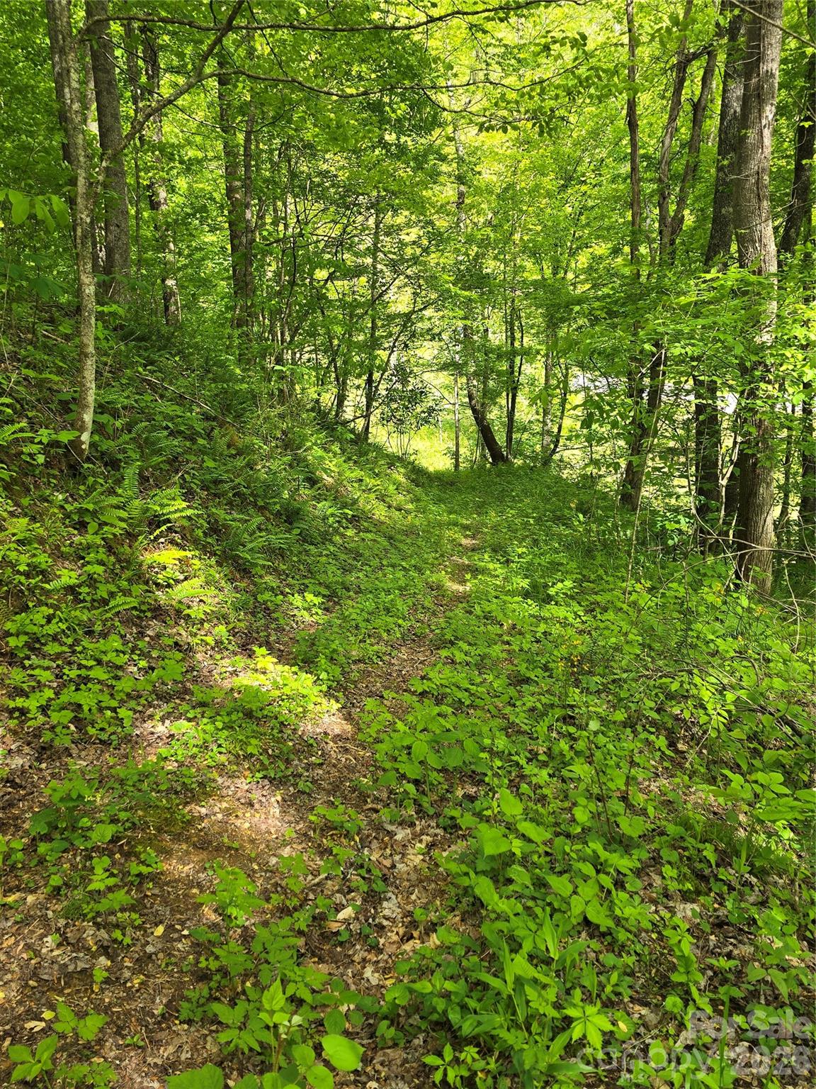 99999 Roaring Fork Road Mars Hill, NC 28754 - Photo 16 of 22