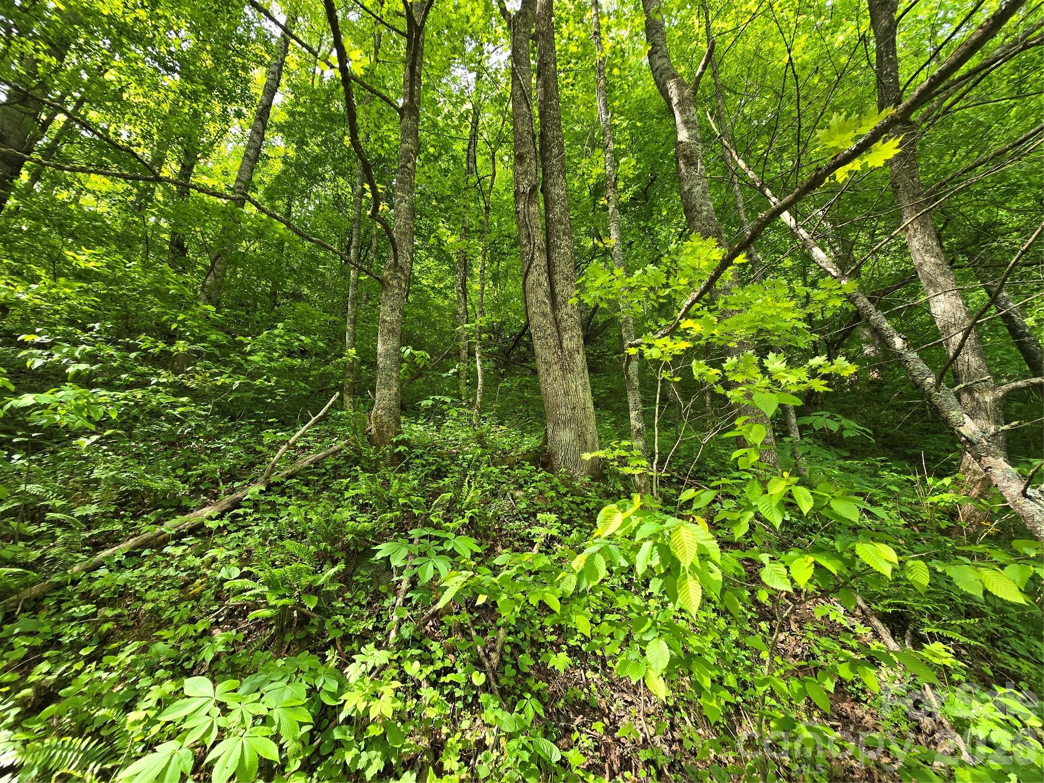 99999 Roaring Fork Road Mars Hill, NC 28754 - Photo 17 of 22