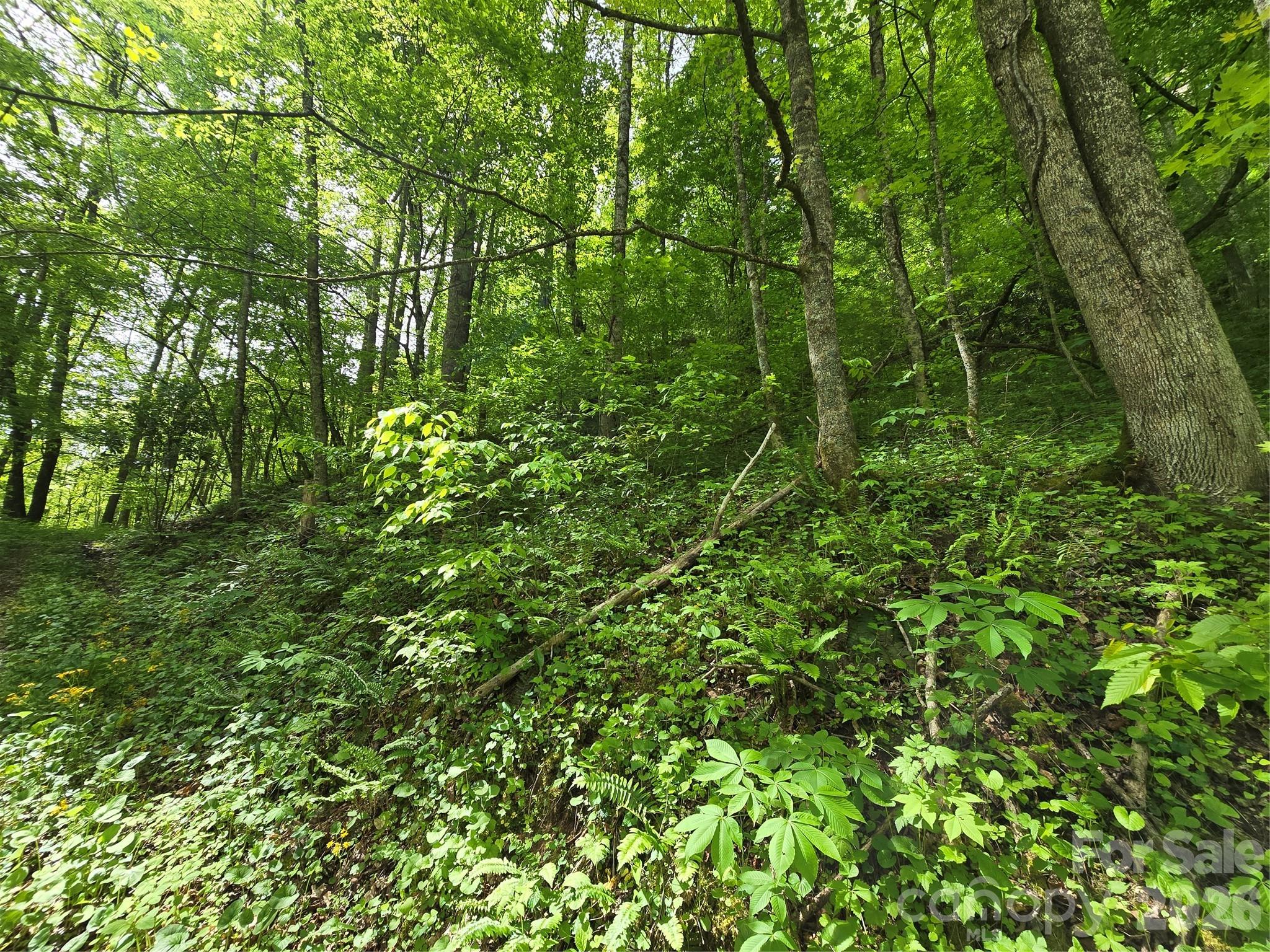 99999 Roaring Fork Road Mars Hill, NC 28754 - Photo 18 of 22