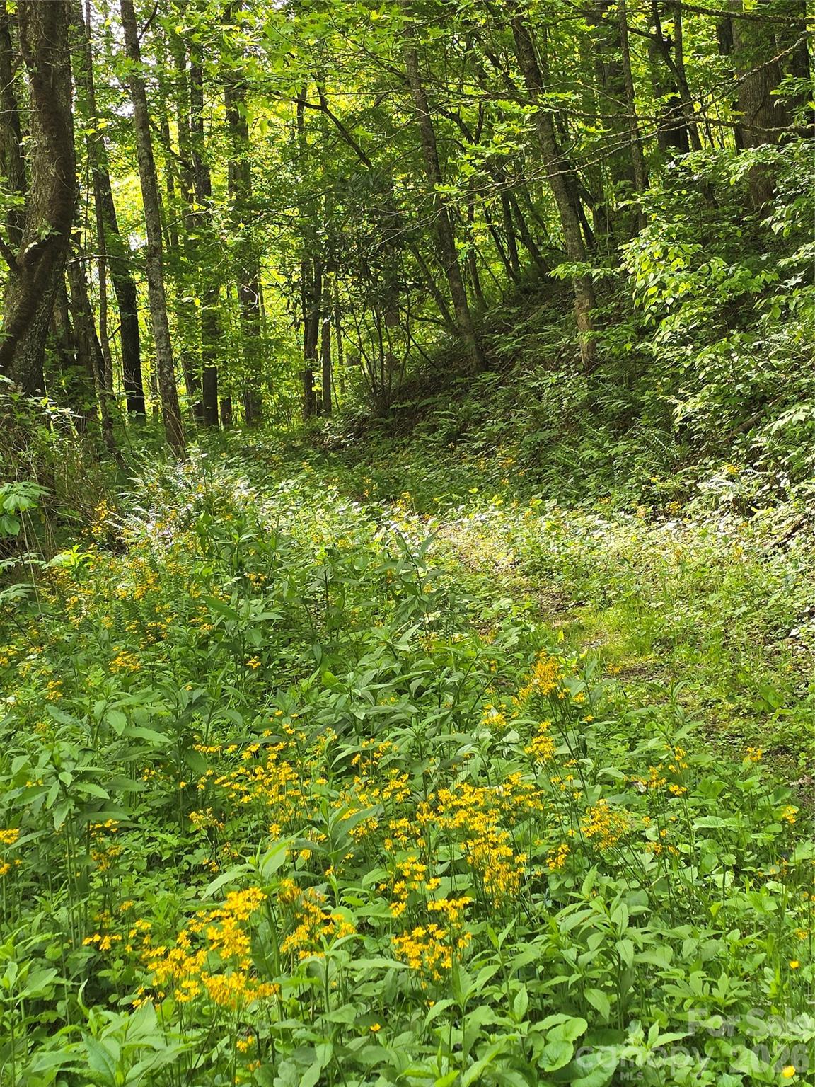 99999 Roaring Fork Road Mars Hill, NC 28754 - Photo 10 of 22