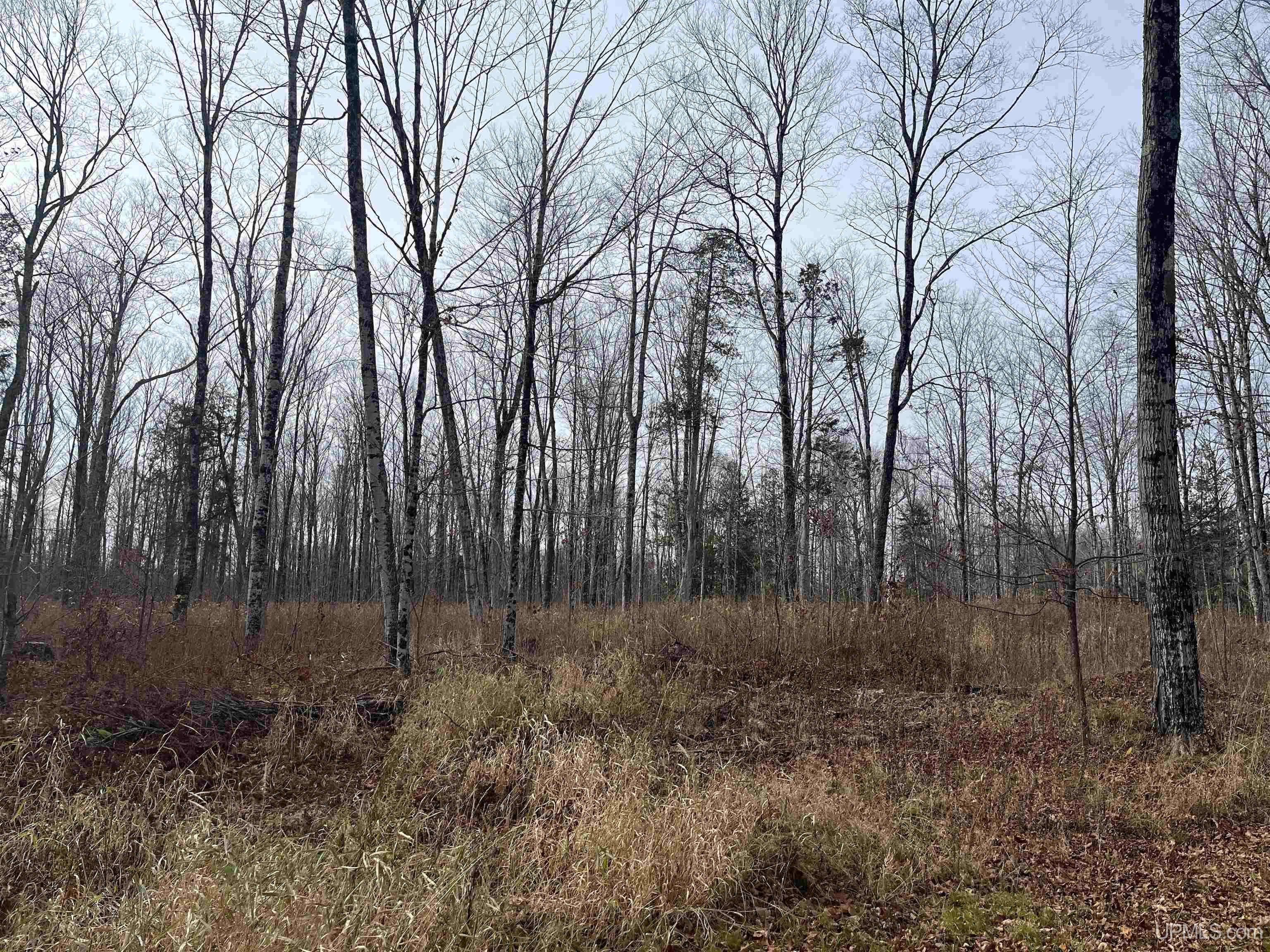 120-acres Off County Sk Road Cornell, MI 49818 - Photo 38 of 40