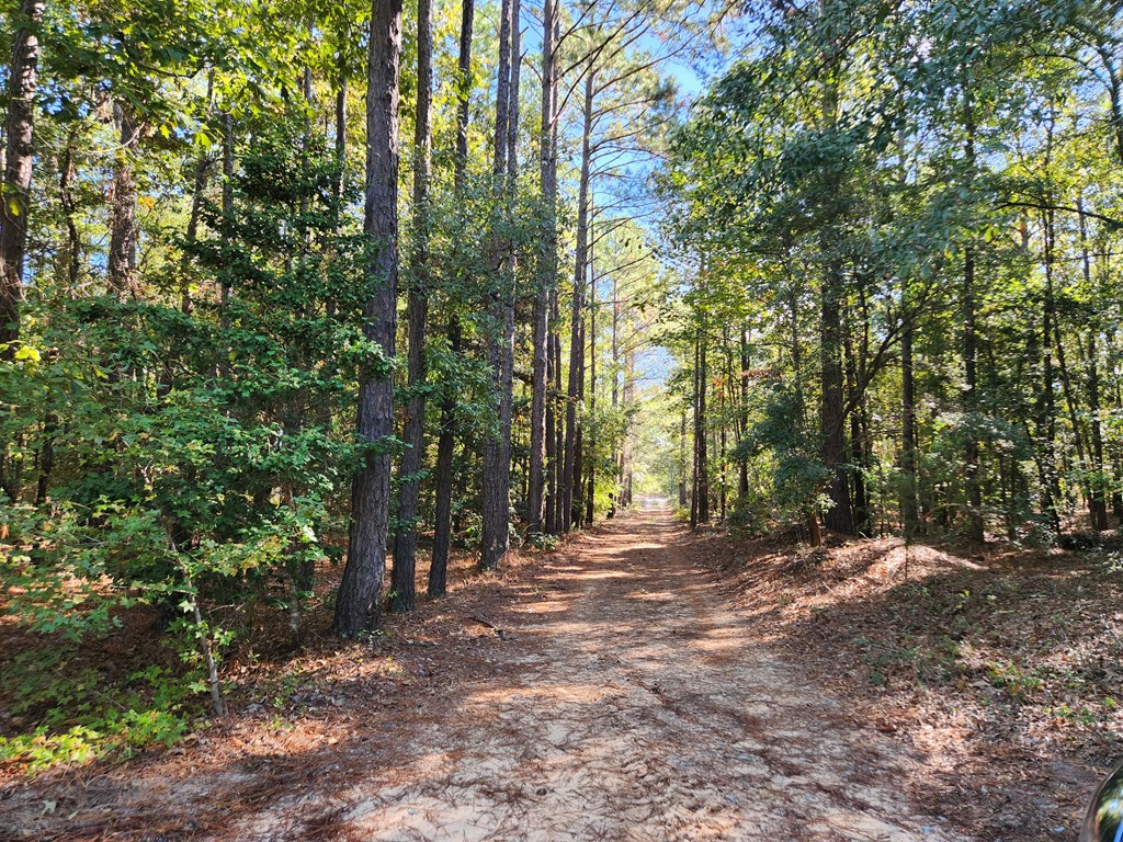 742 County Line Road Buena Vista, GA 31803 - Photo 2 of 74 Driveway to house