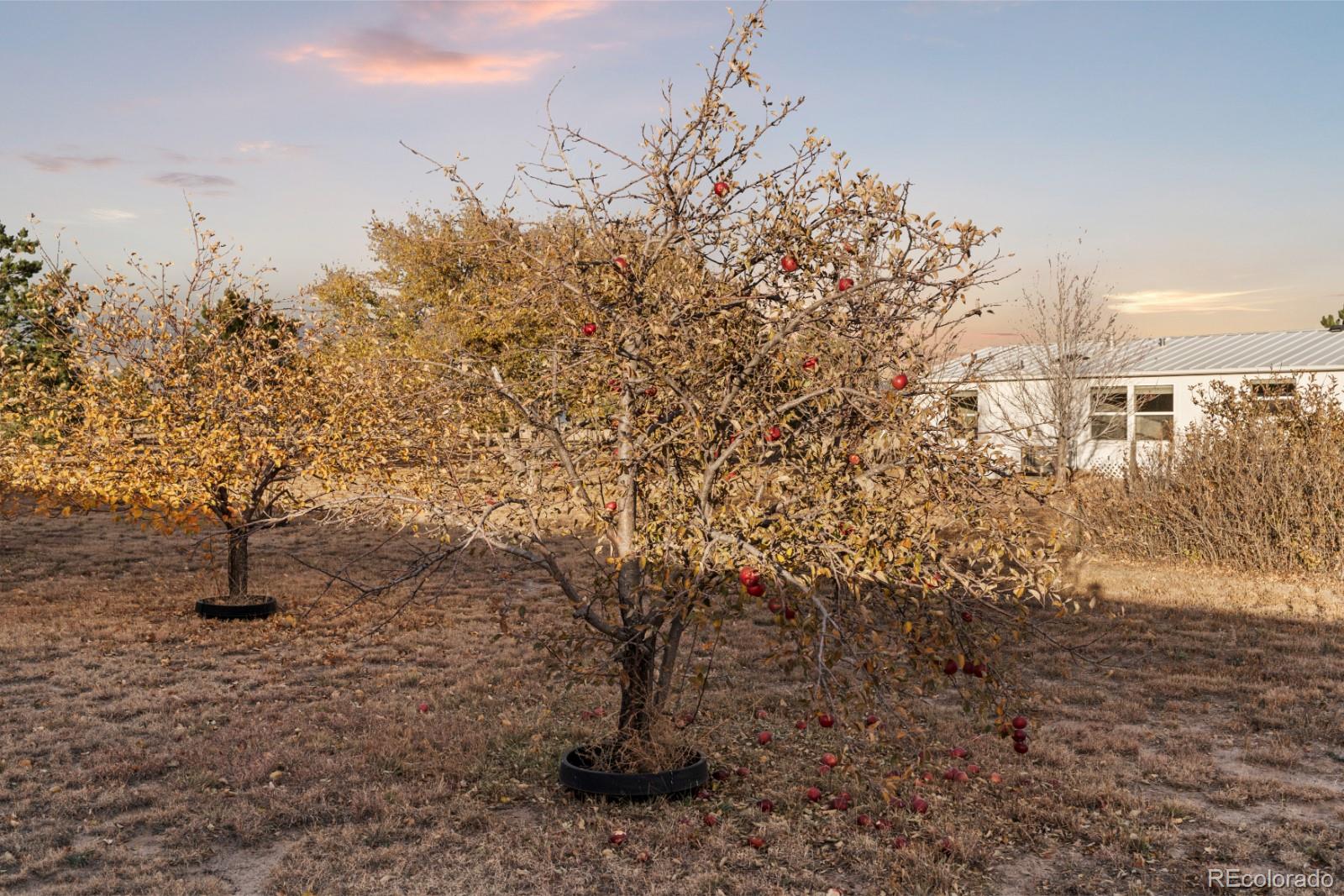 21105 McDaniels Road Calhan, CO 80808 - Photo 19 of 32 a view of a yard